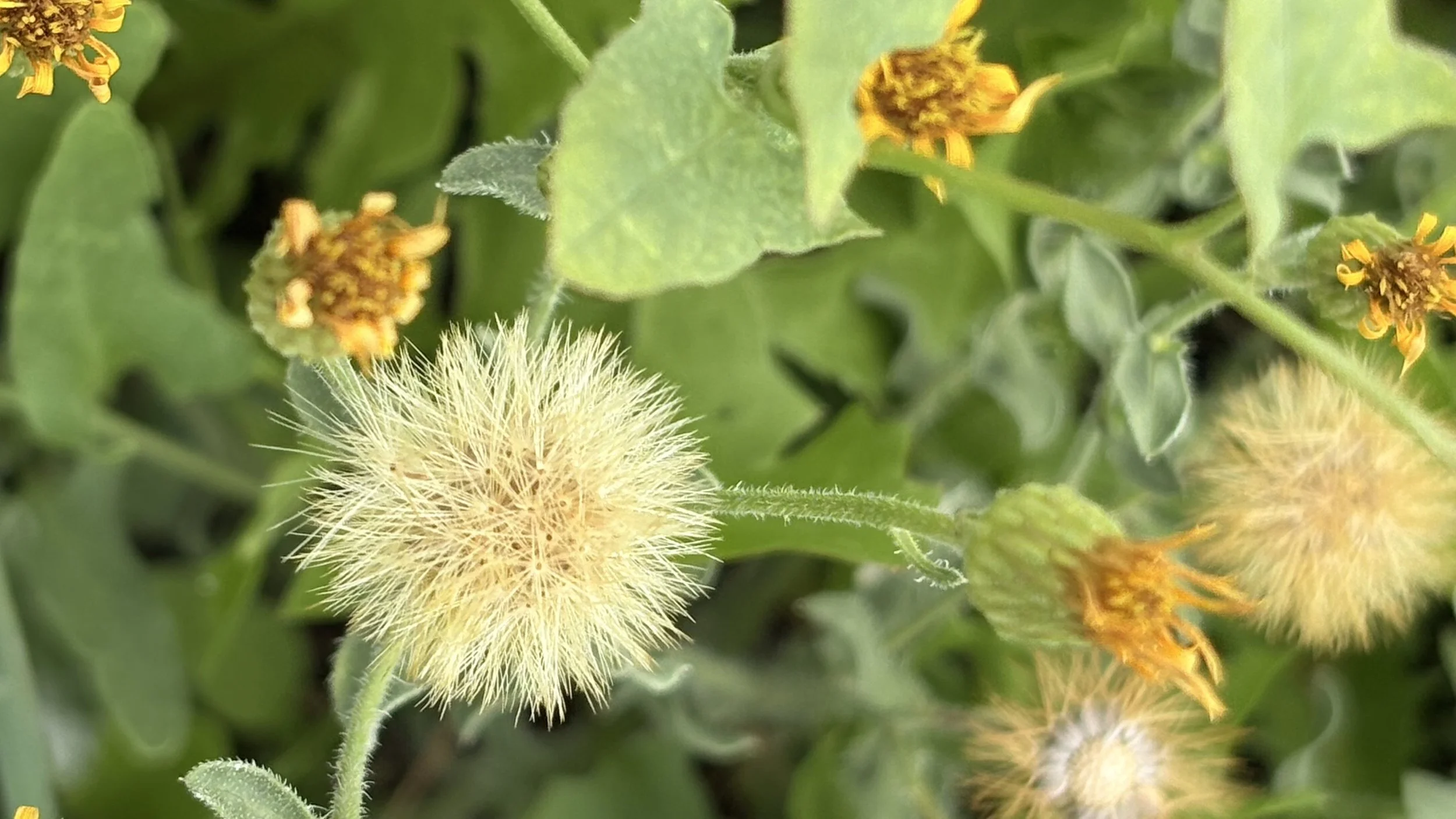 The Sergeant’s Daughter | Chapter Three