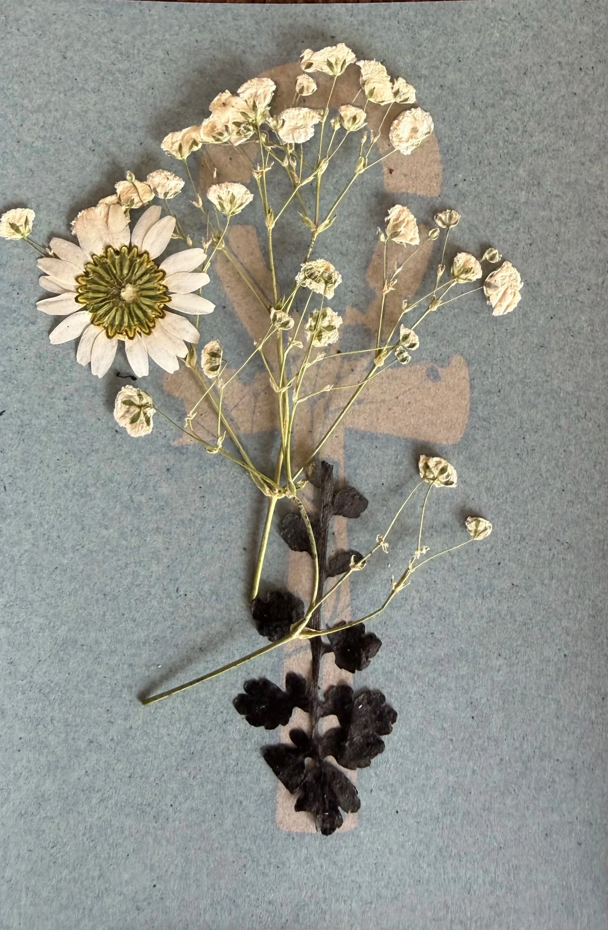 Dried flower arrangement with white daisy-like flower, dried baby's breath, dark dried leaves, and small black stones on a gray background.