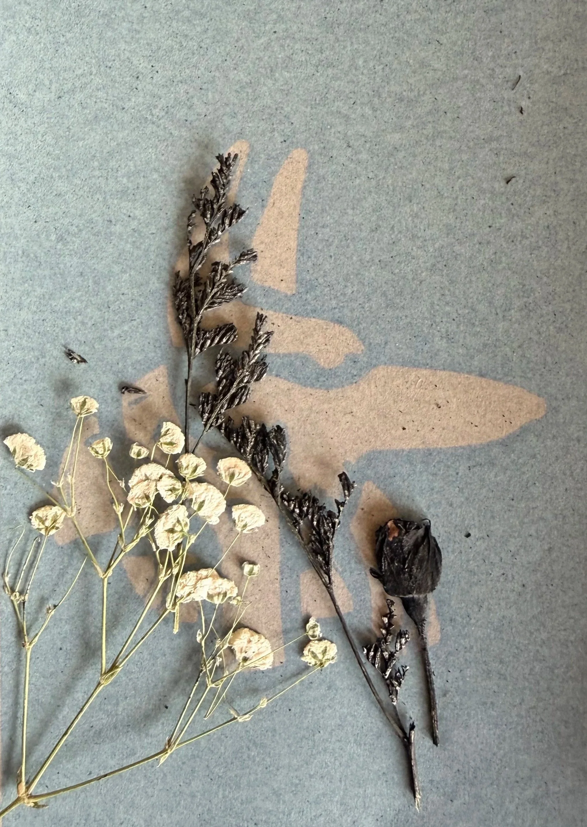 Dry, blackened pressed plants and flowers laid on textured gray background.