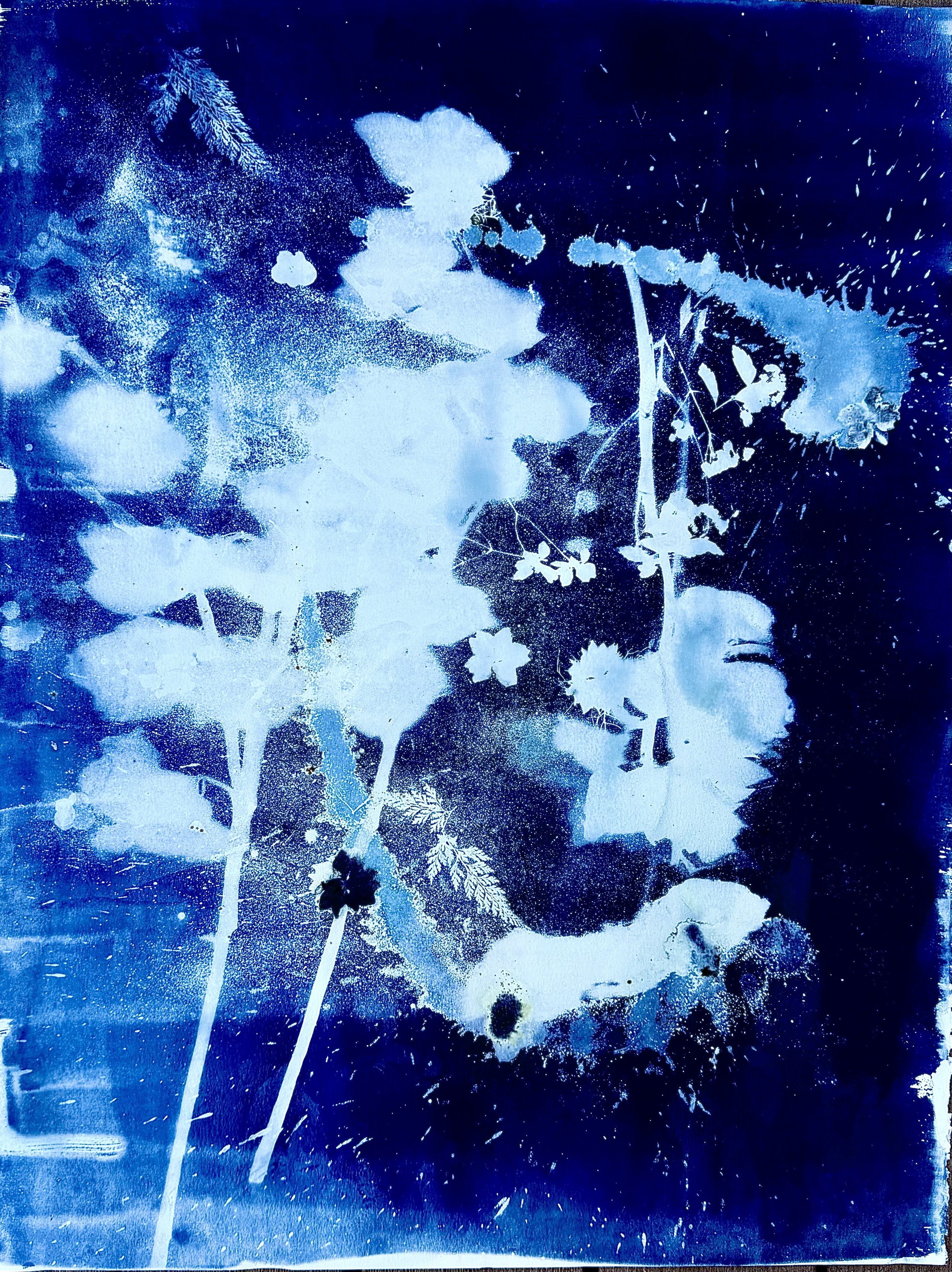 Silhouette of various plants and flowers against a deep blue background, with splatters and specks of white resembling stars or snow.