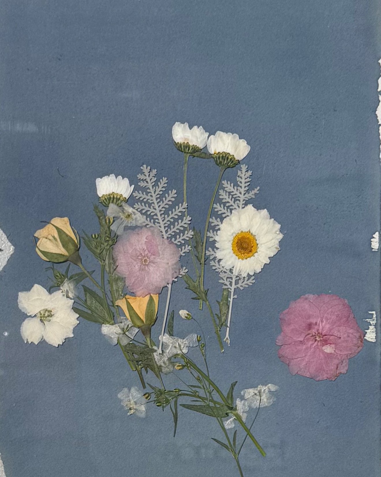 A collection of preserved flowers and leaves arranged on a blue background including white, pink, and yellow blossoms with green stems.