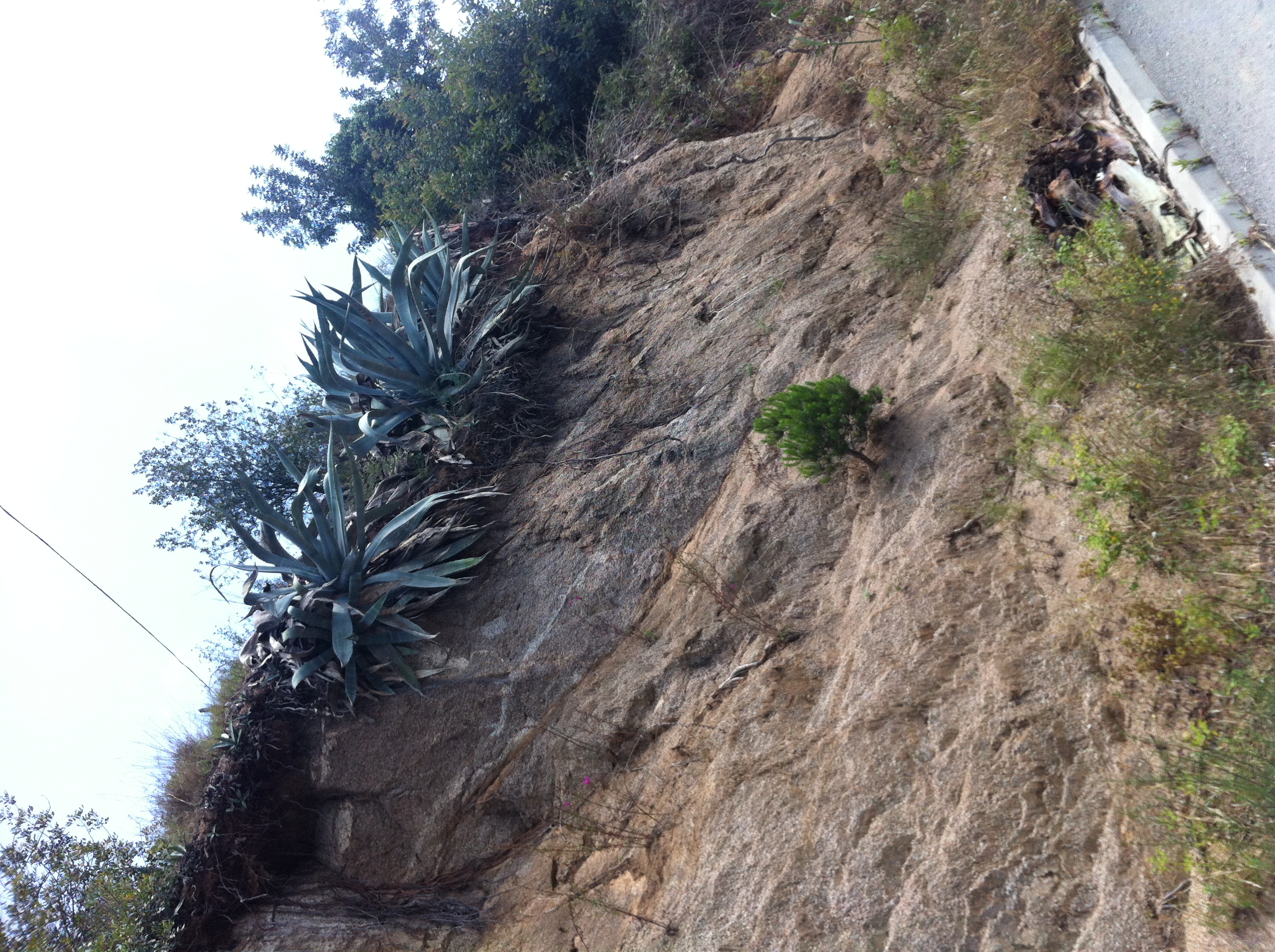 I love these big plants on my walk home