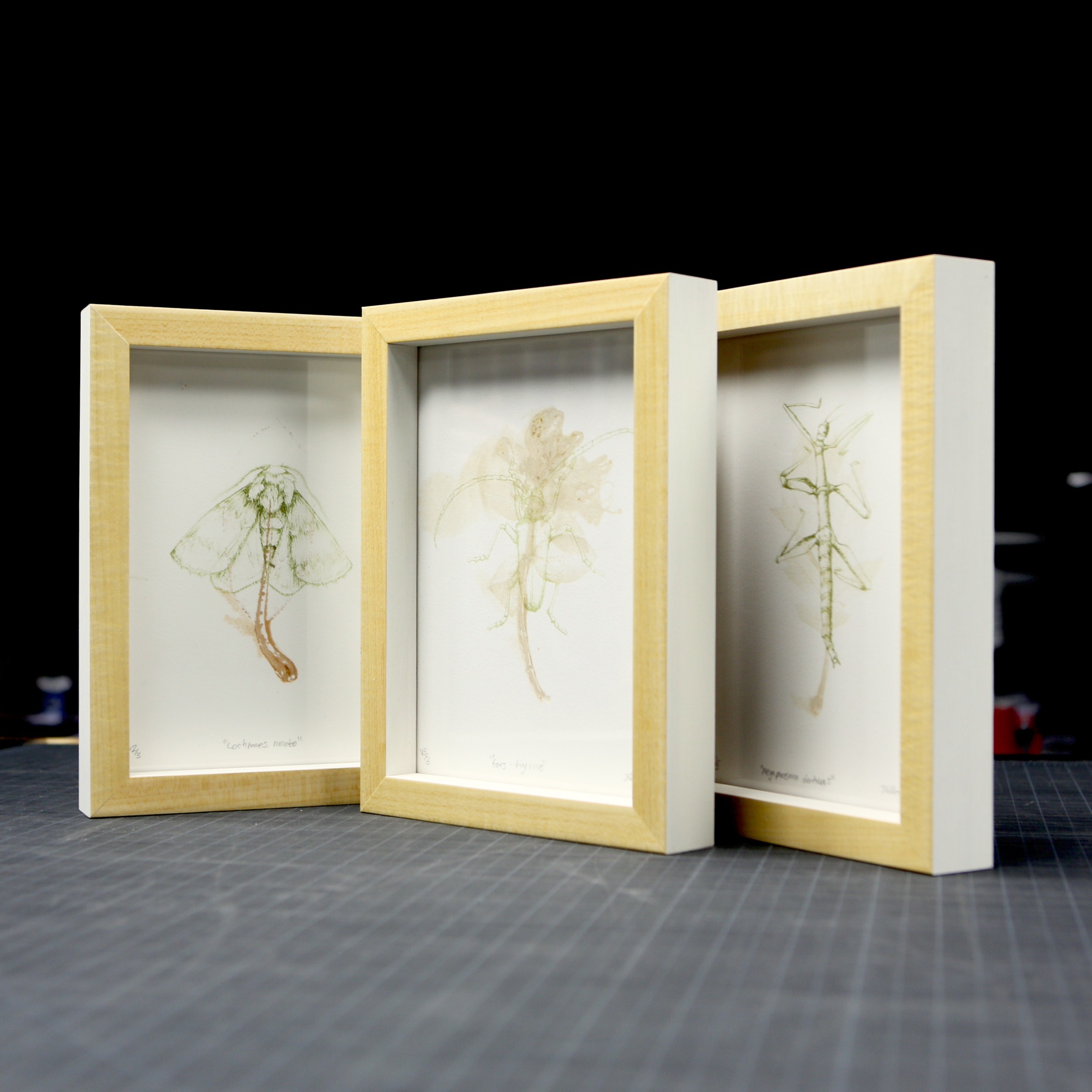 various insect studies, 2013