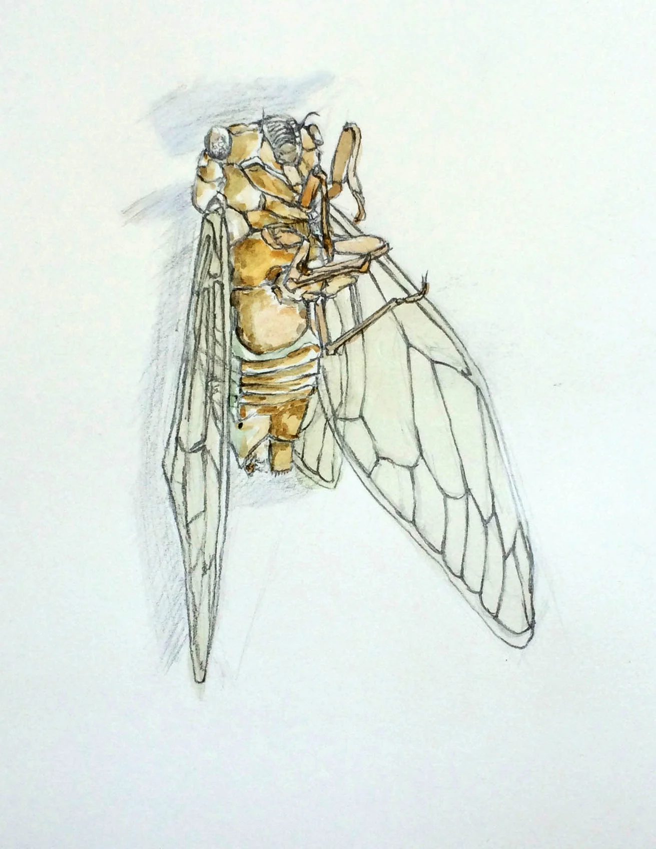 cicada