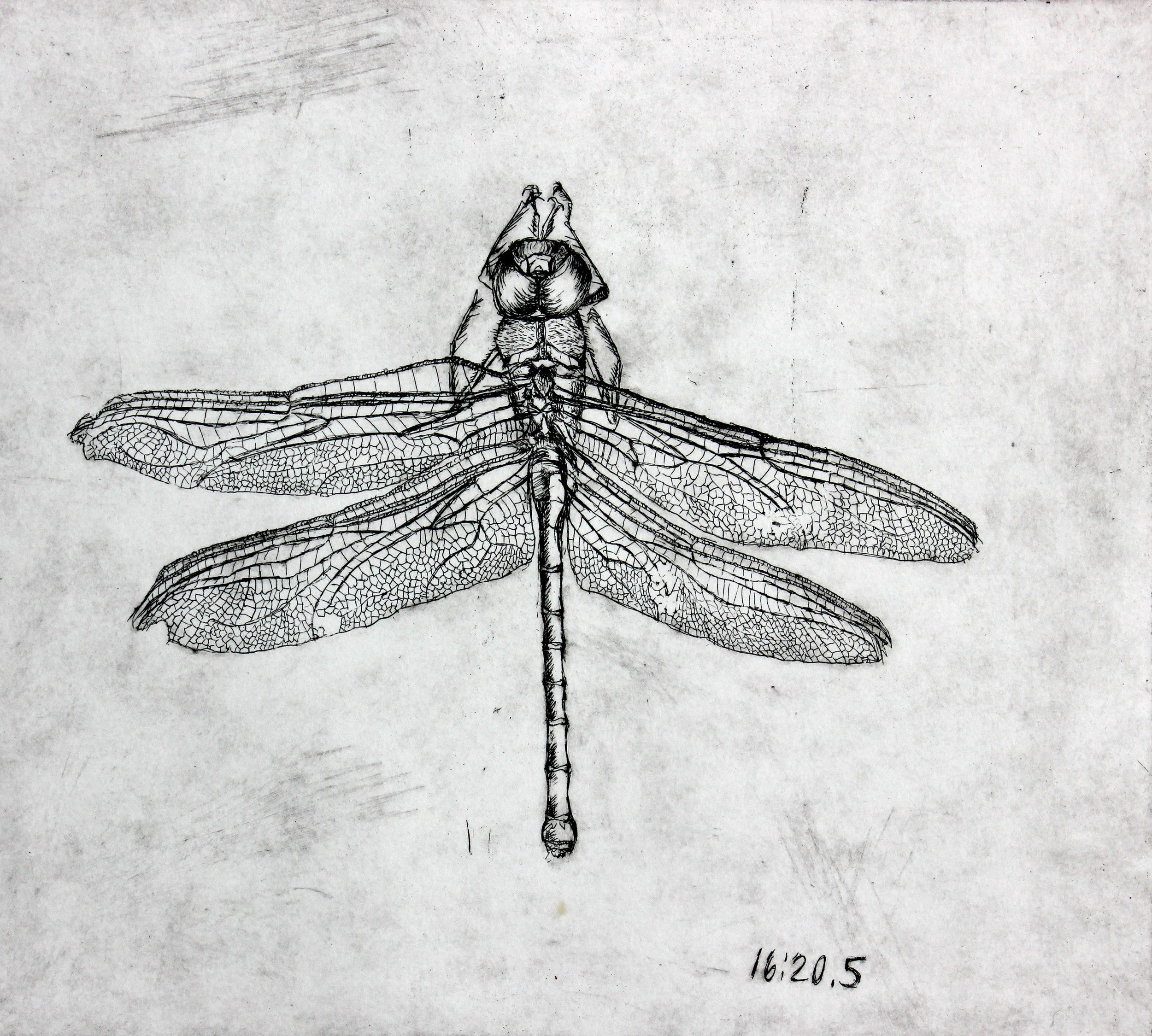 Dragonfly Study