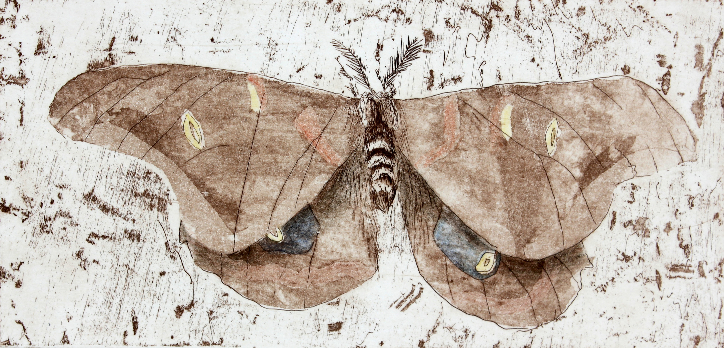 Moth Study