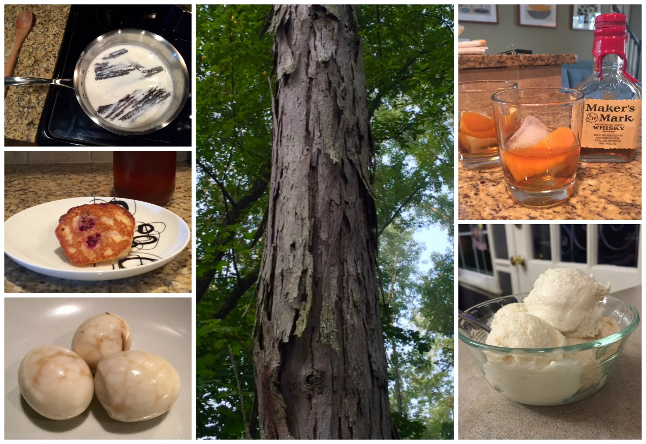 Discovering Shagbark Hickory 