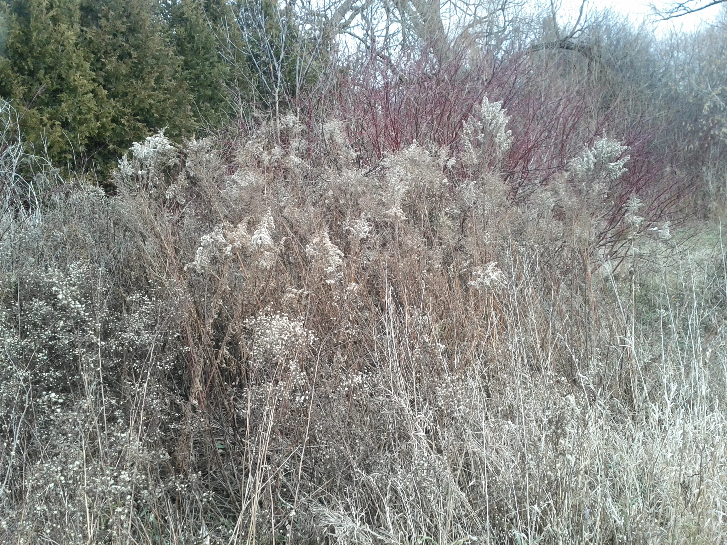 IMG_20121219_150720.jpg