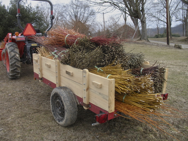 Willow Harvest, Fall 215