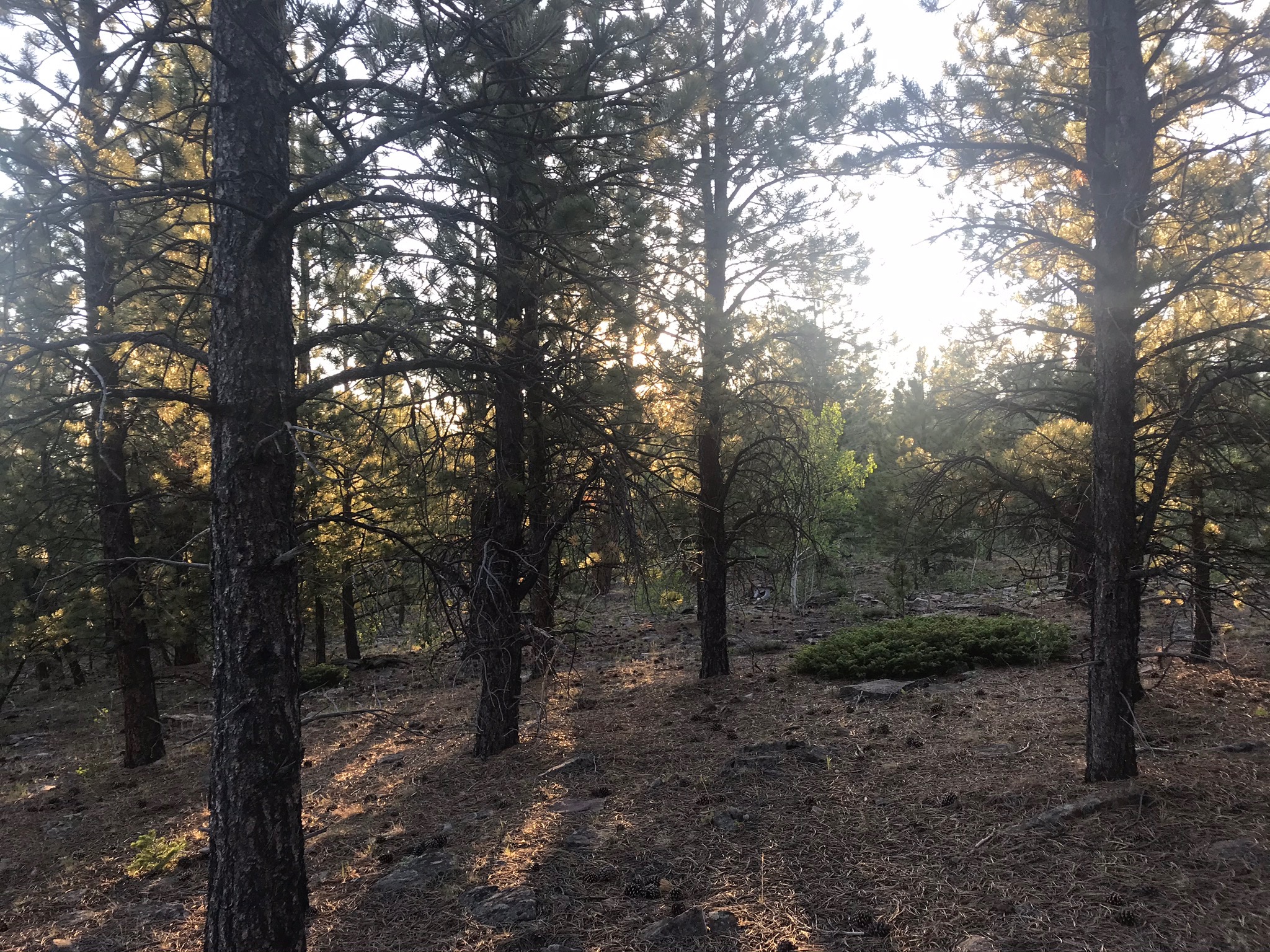 That is where I was free. Whole universes of imagination were created each day. We kids ruled the forest.