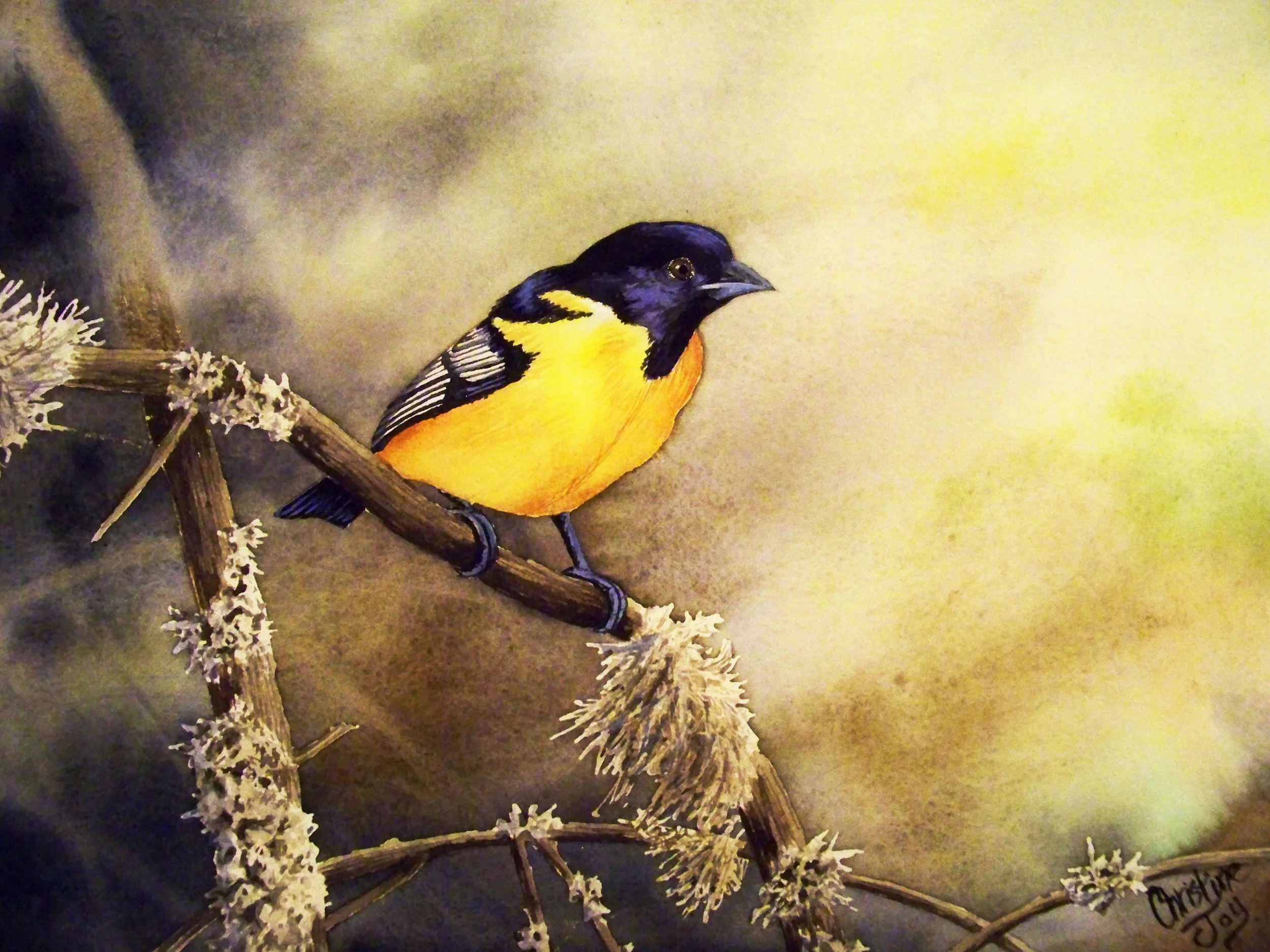 Yellow Bird.jpg