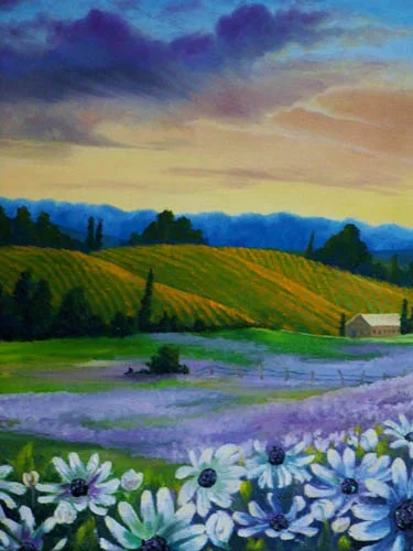 Daisy Sunrise 500.jpg