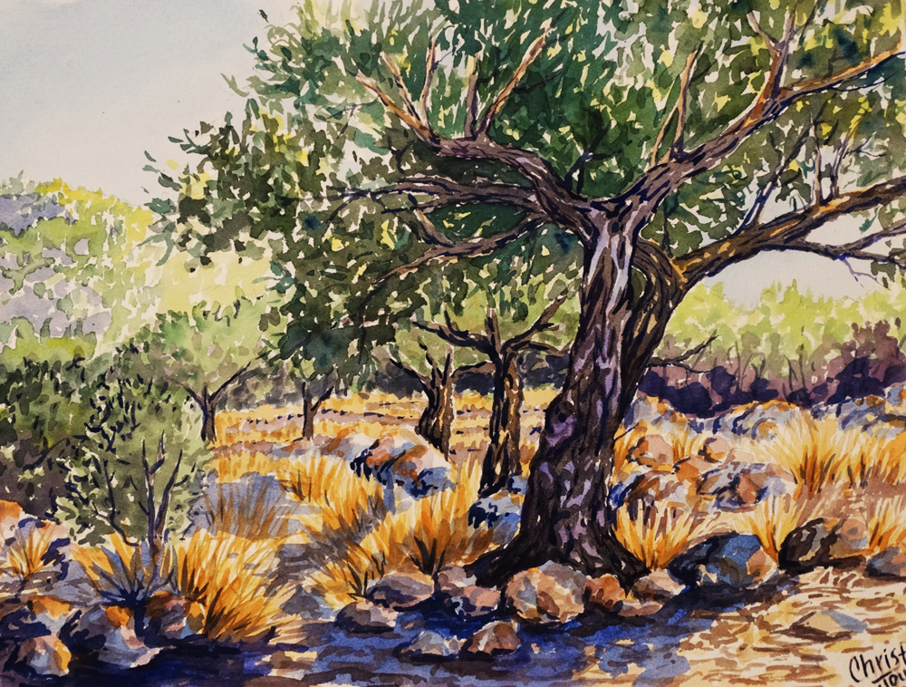 Olive Tree