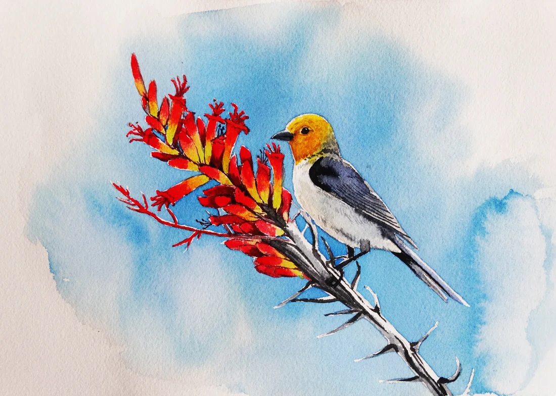 Watercolor, 8"x11" Bird Book Project