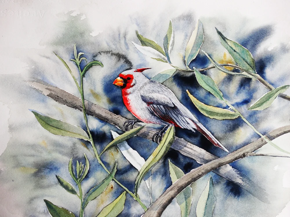 Watercolor, 9" x 12" Bird Book Project