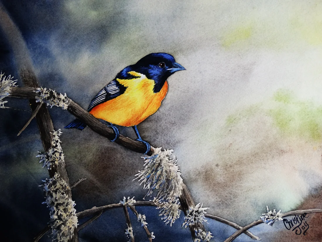Watercolor, 9" x 12" Bird Book Project