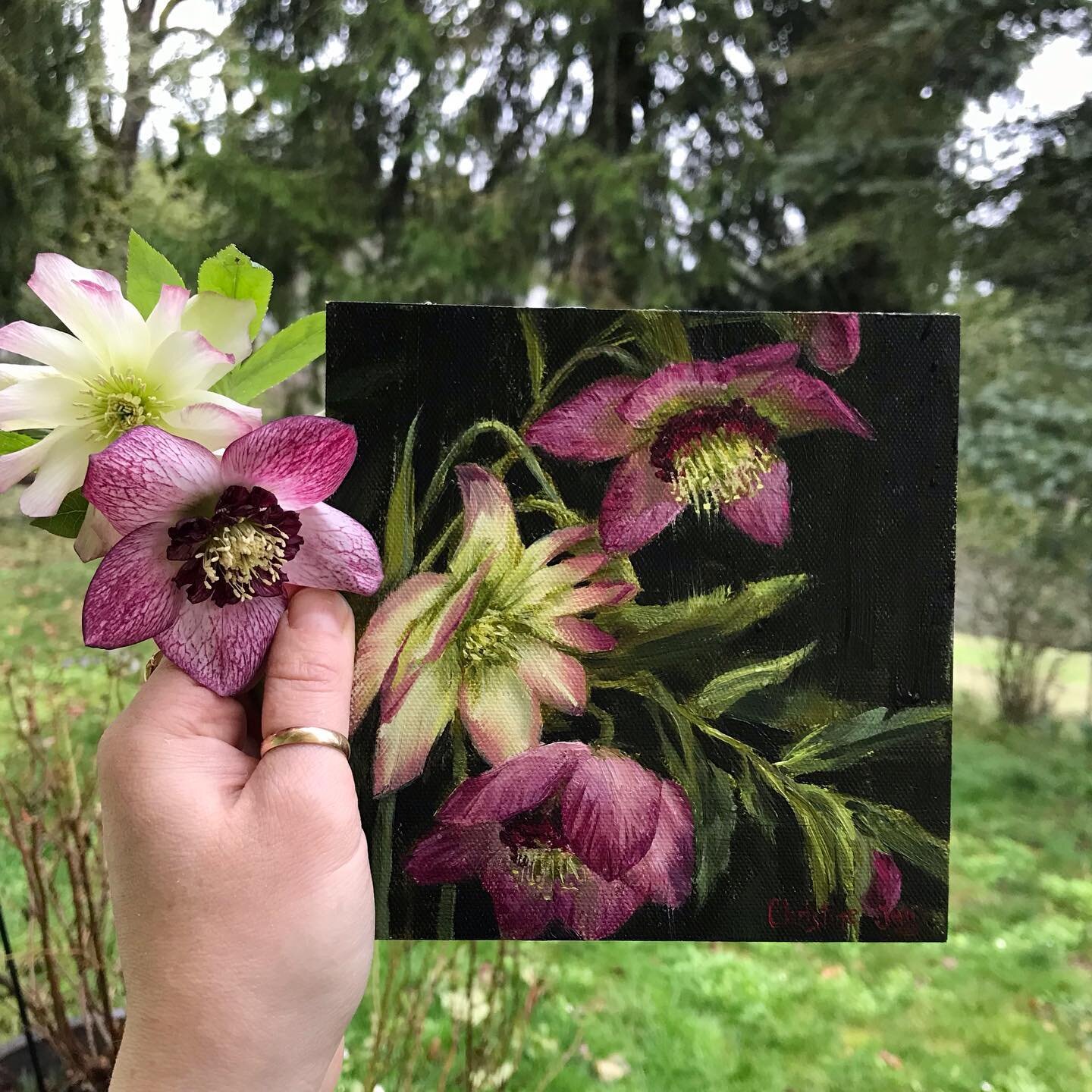 There are so many different kinds of hellebores! I was amazed that these little flowers from my garden bounced back after the snow and ice storm last week. Resilient little flowers they are!
Here is a painting study of two varieties in my garden 💕