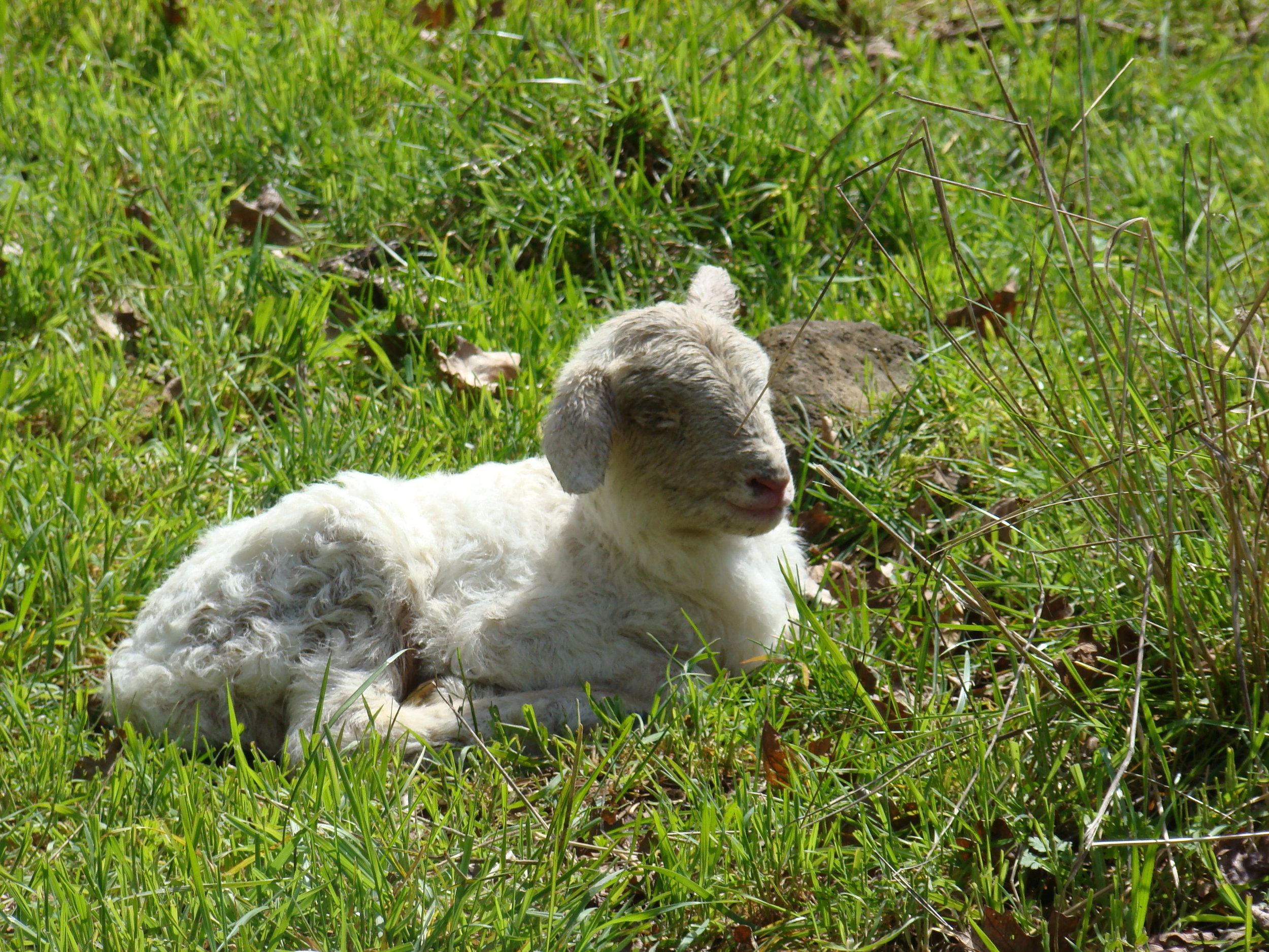 Natural Dye Study Group, Session One