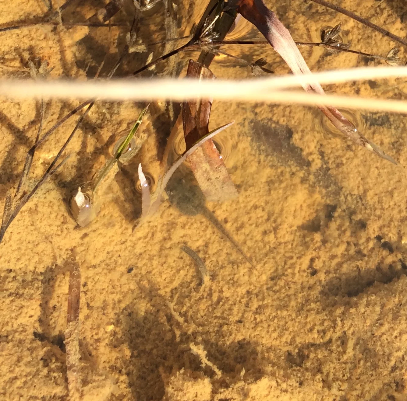 The Christmas Tadpole