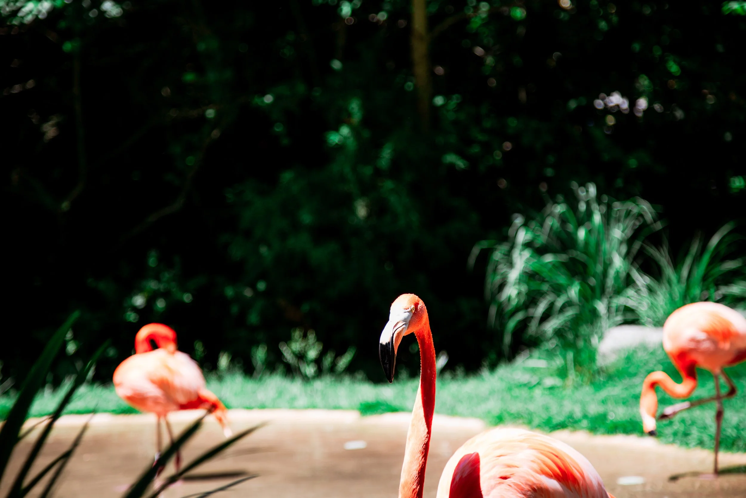 Flamingo Stare.jpg