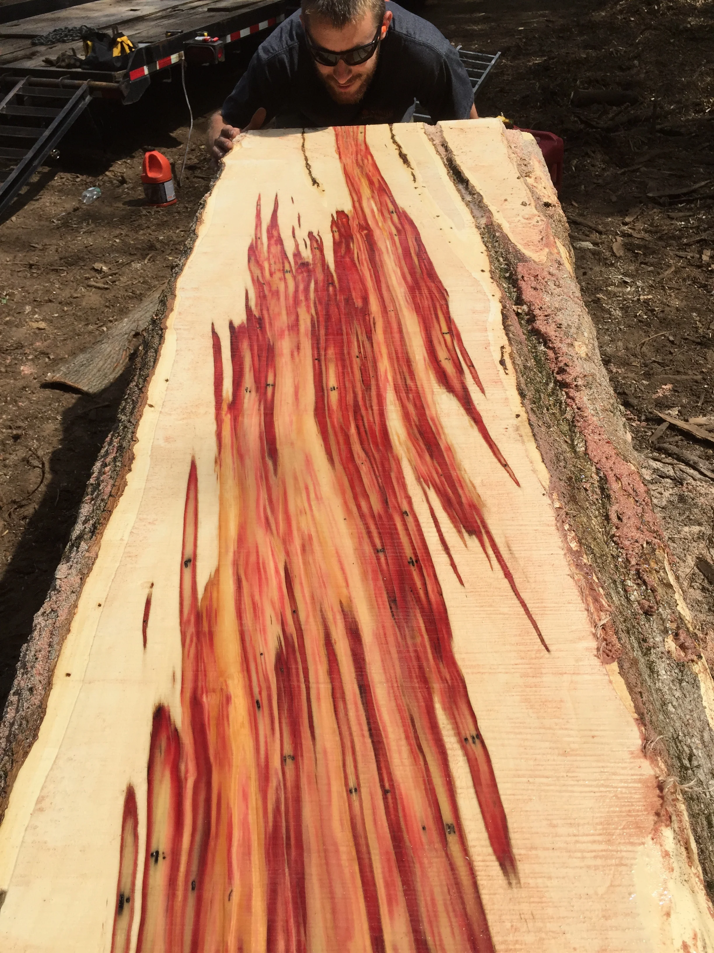 Flame Box Elder — Austin Corporation