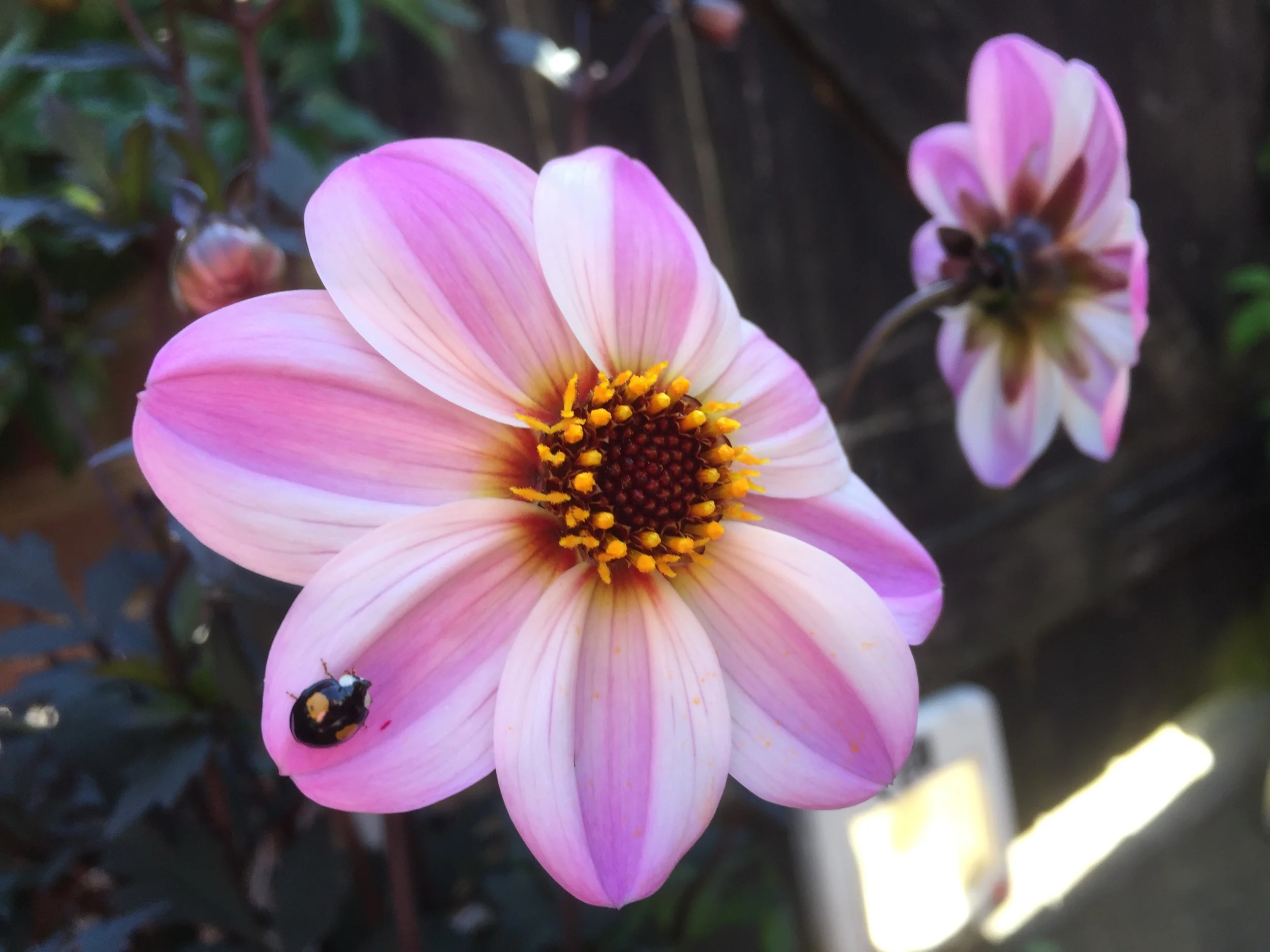 Dig the City 11am coffee morning talk: Pankhurst in The Park