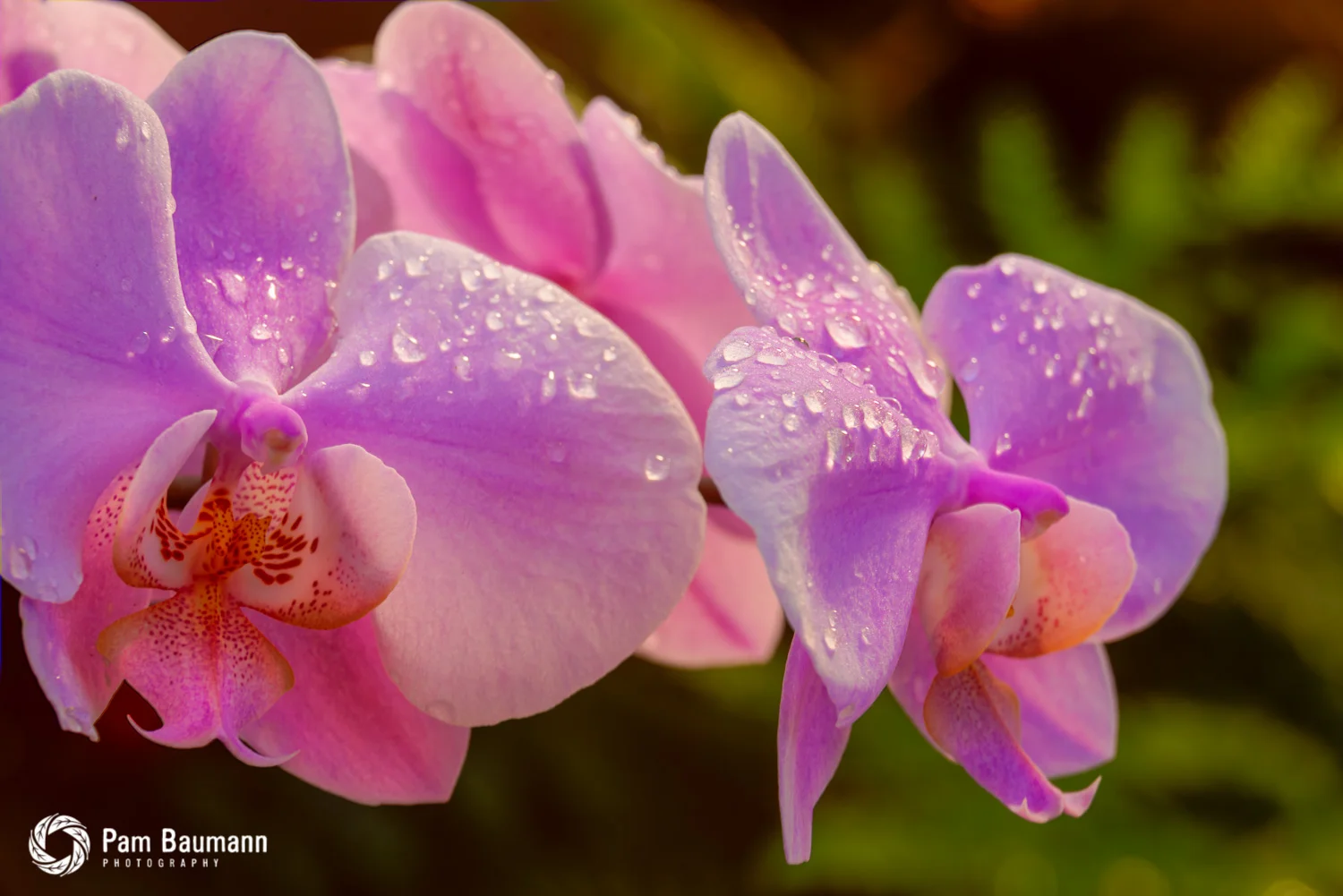seenic flower nature photography longwood gardens fine art