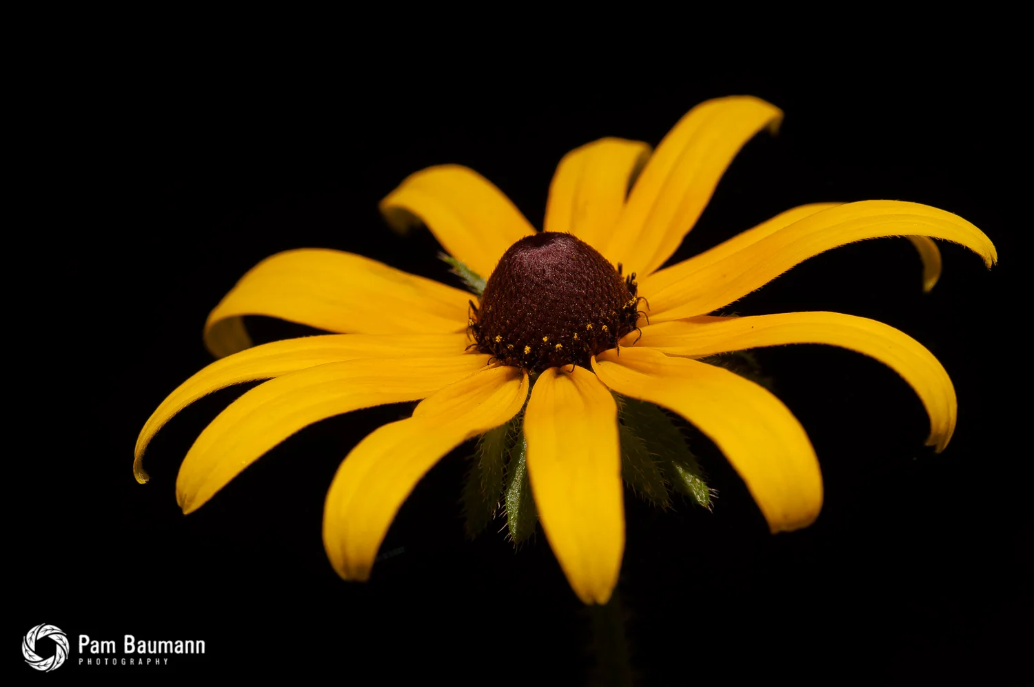longwood gardens scenic nature fine art flower photo