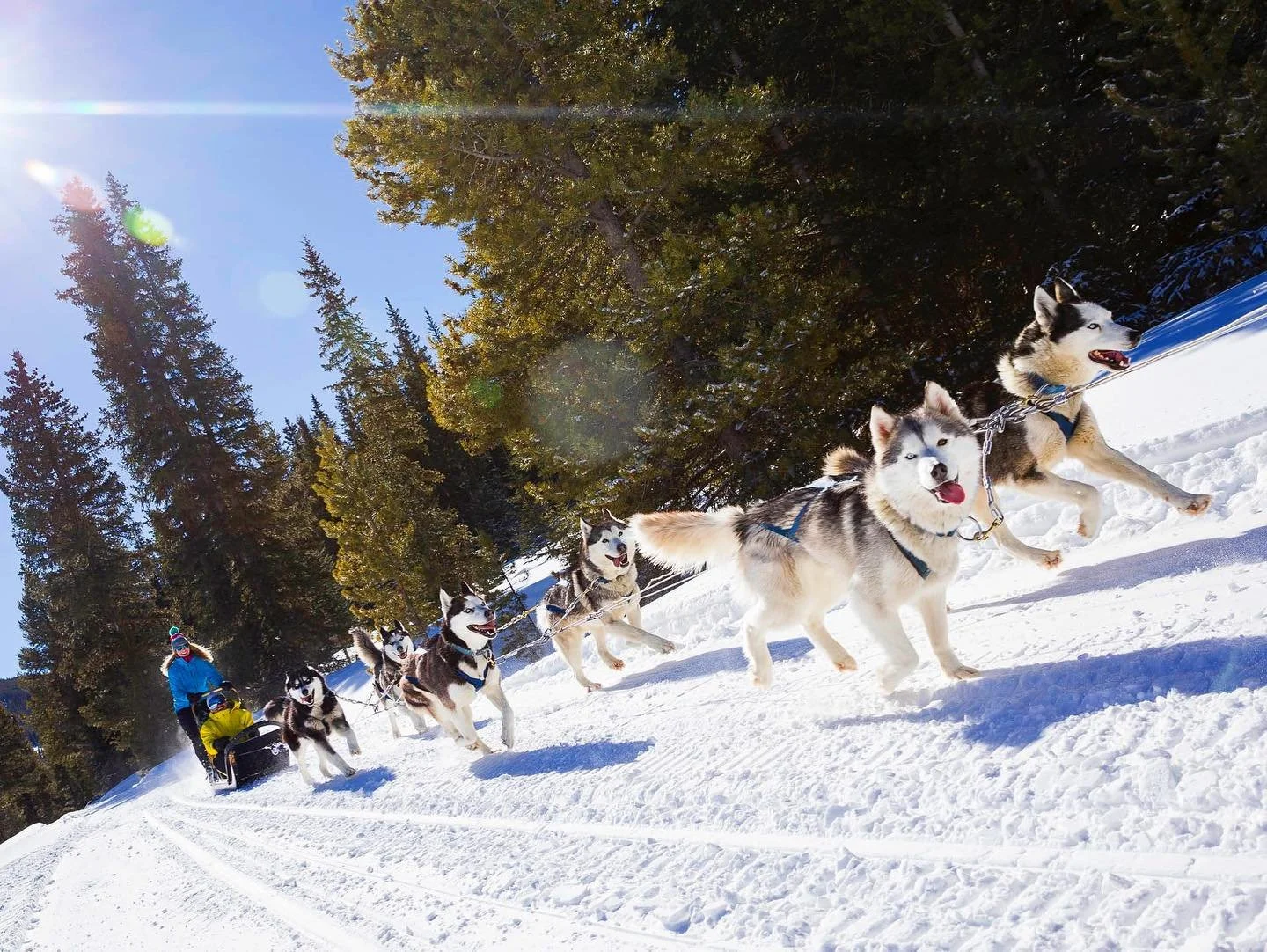 Dog Sledding.jpg