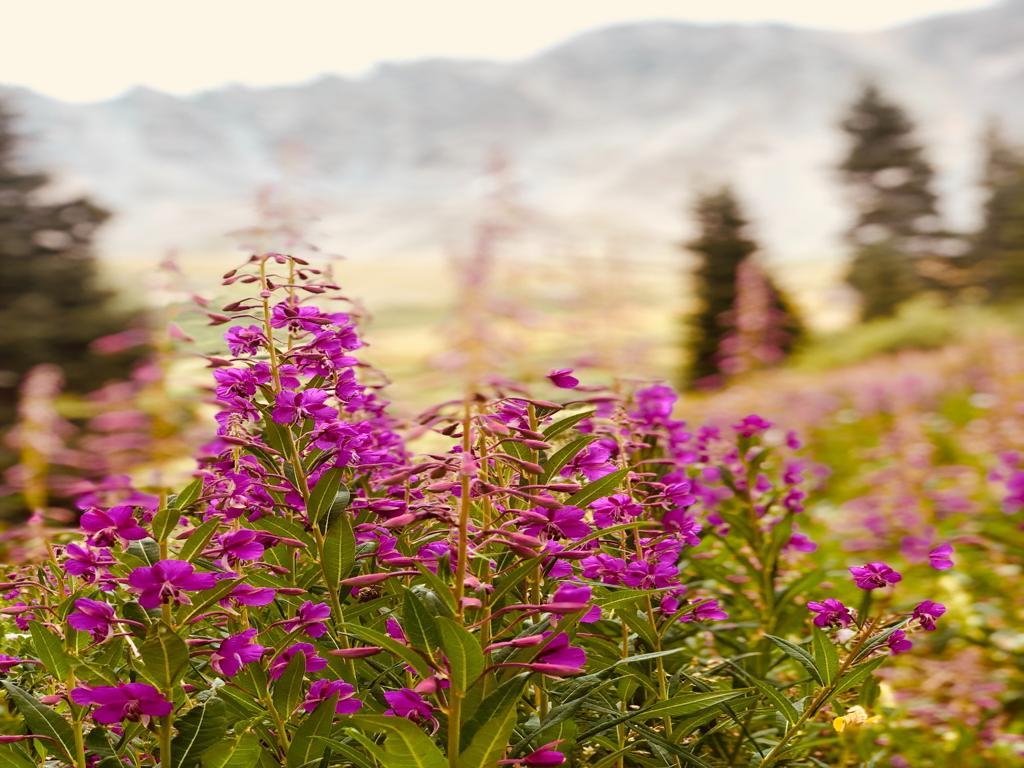 Summer pruple flowers.jpeg