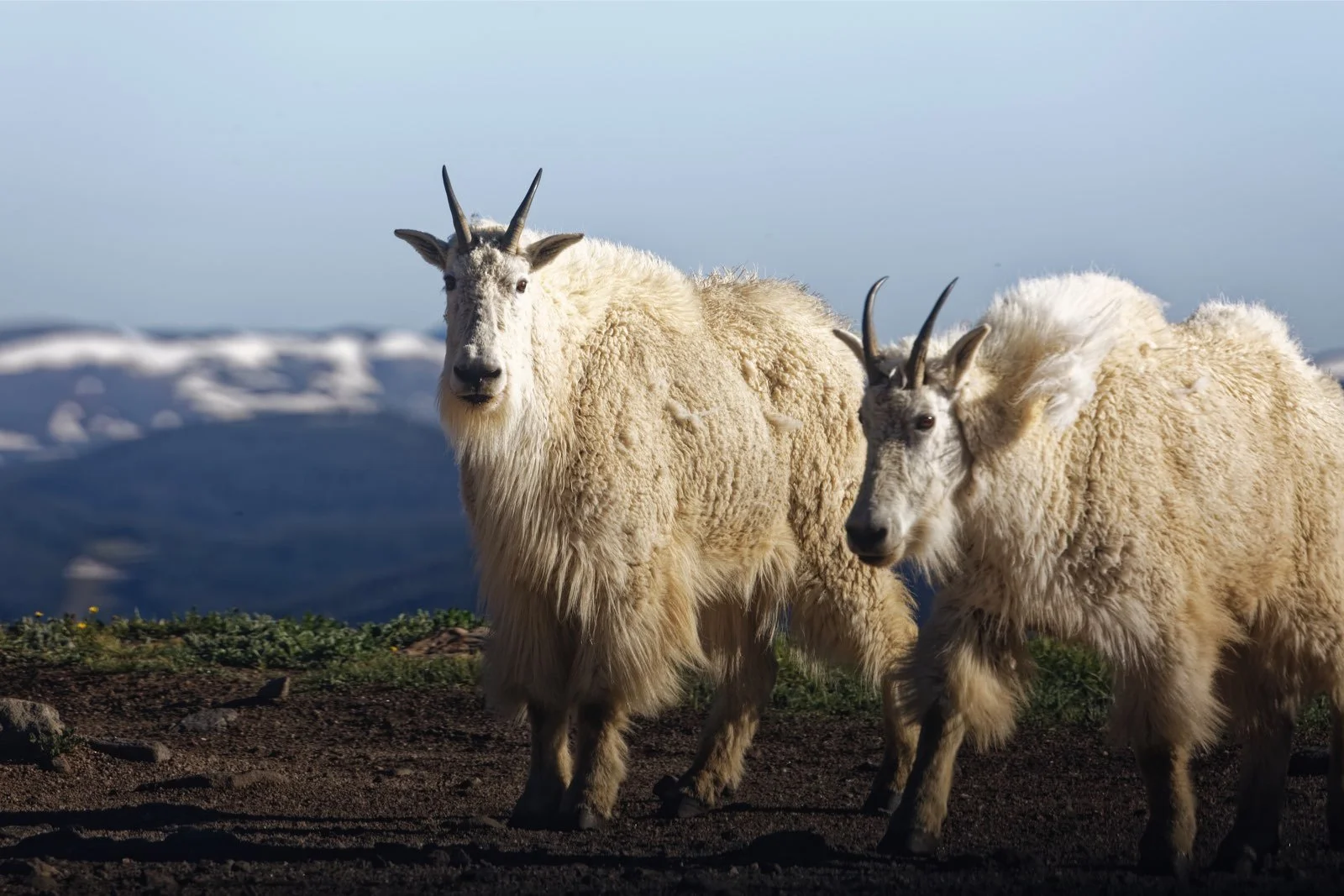 Mountain Goats.JPG