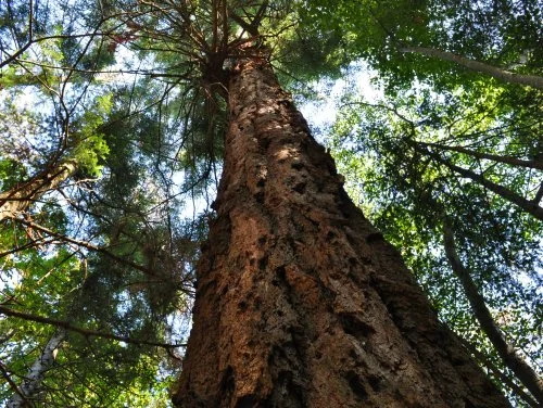 tree1.jpg