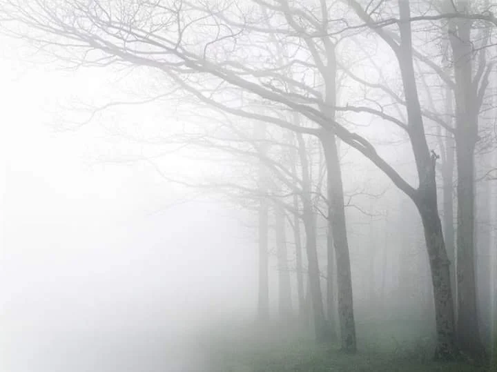 Foggy Trees.jpg