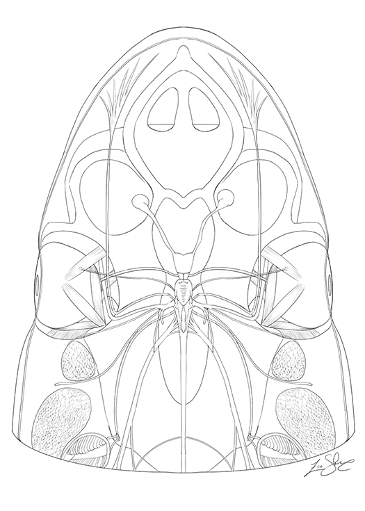 shark head 2 small.png