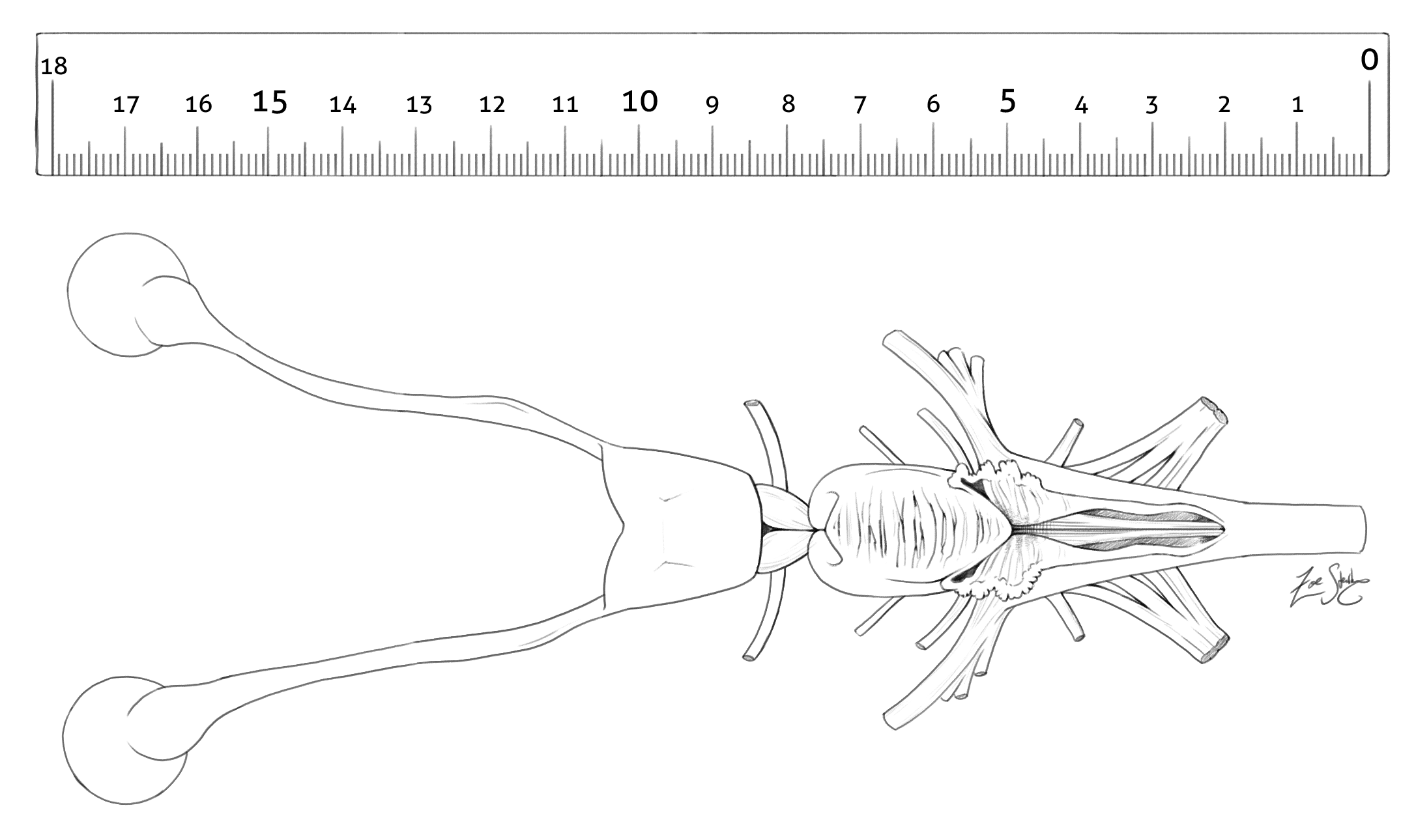 sharkbraindorsal final.png