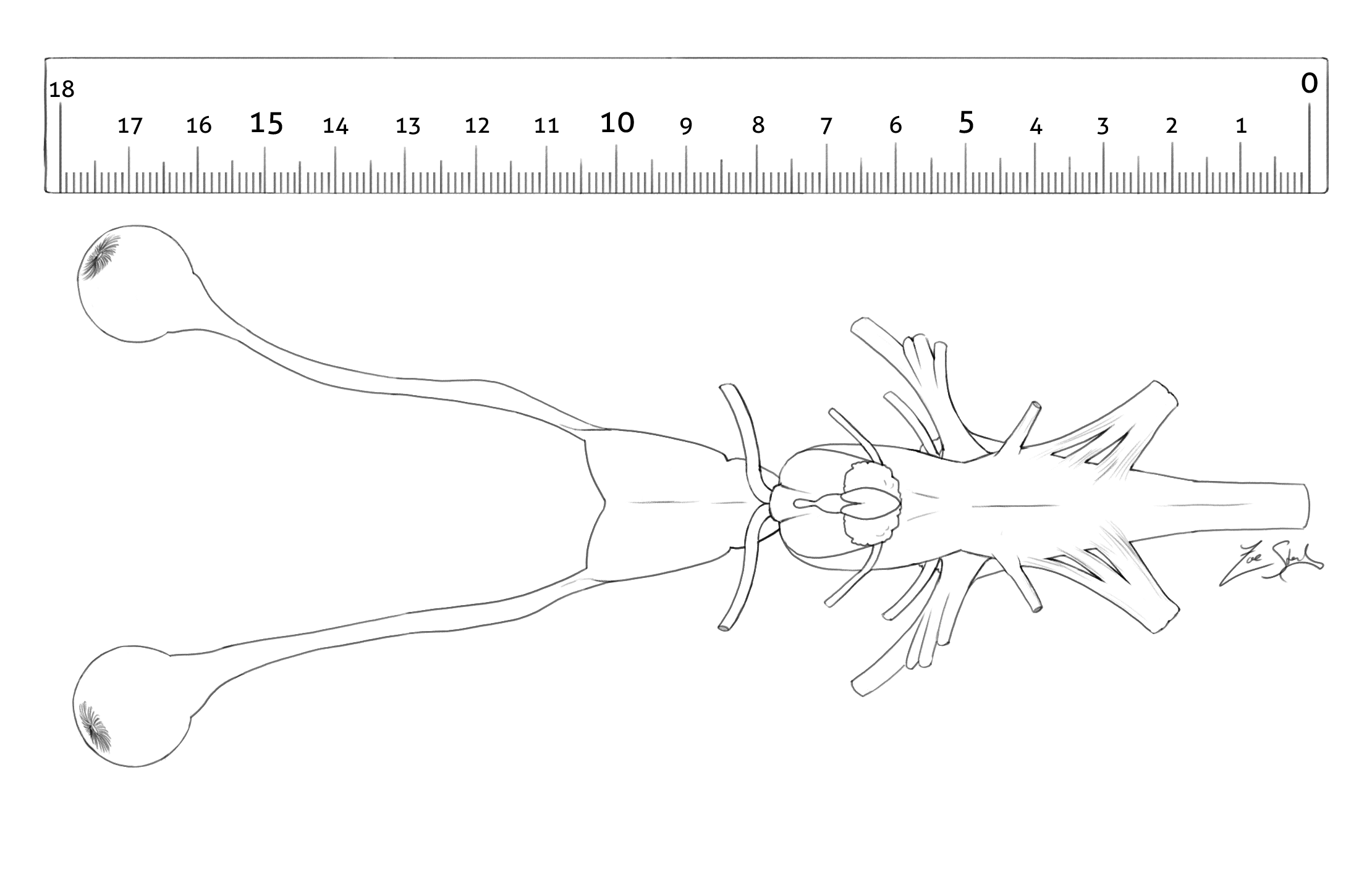 sharkbrain ventral final.png