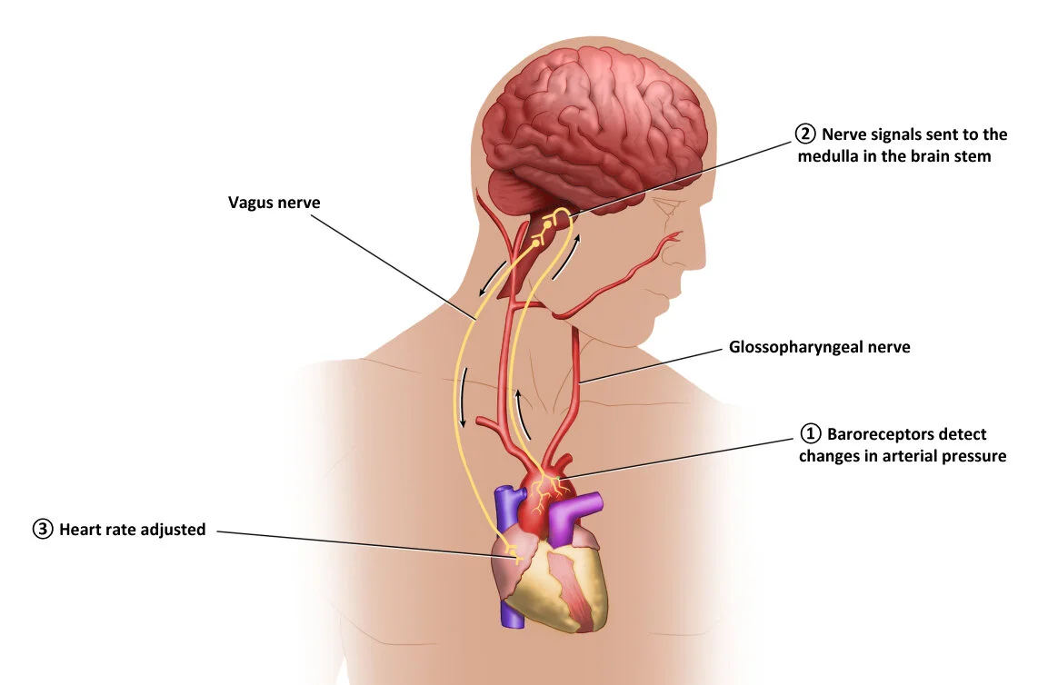 baroreceptors small.jpg