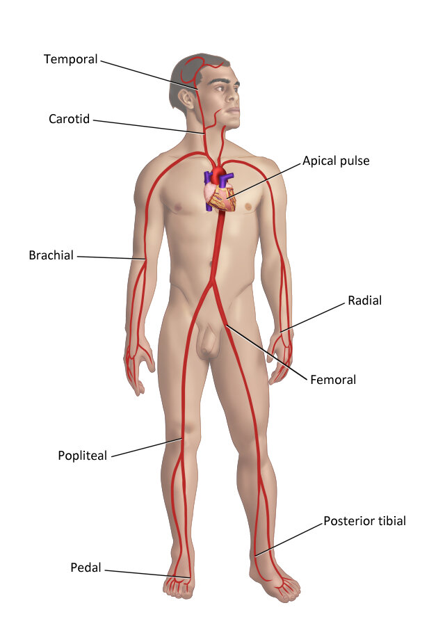 pulsepoints small.jpg