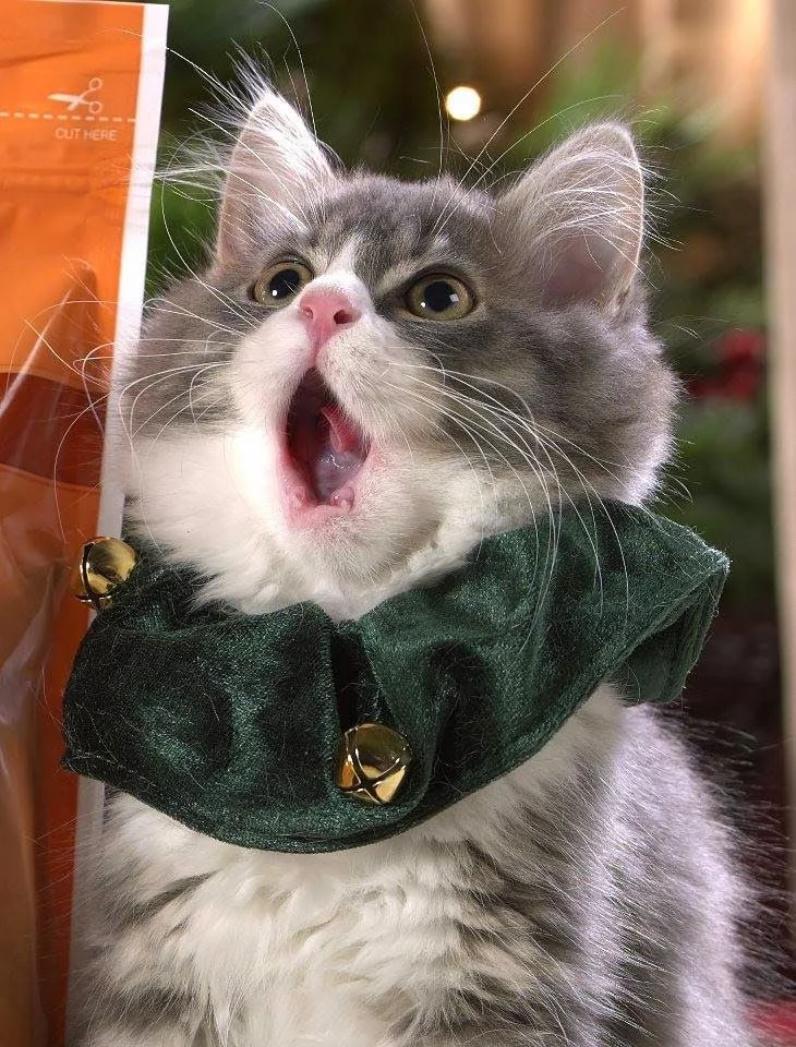 catcarols.jpg