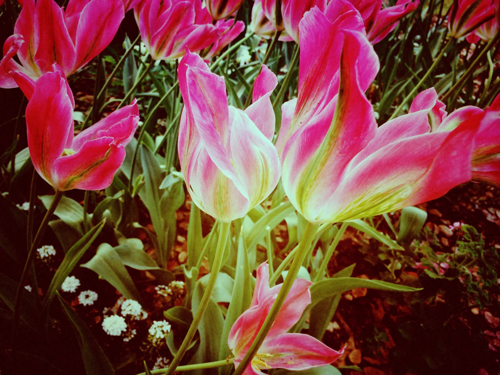 Electric Tulips Reduced.jpg