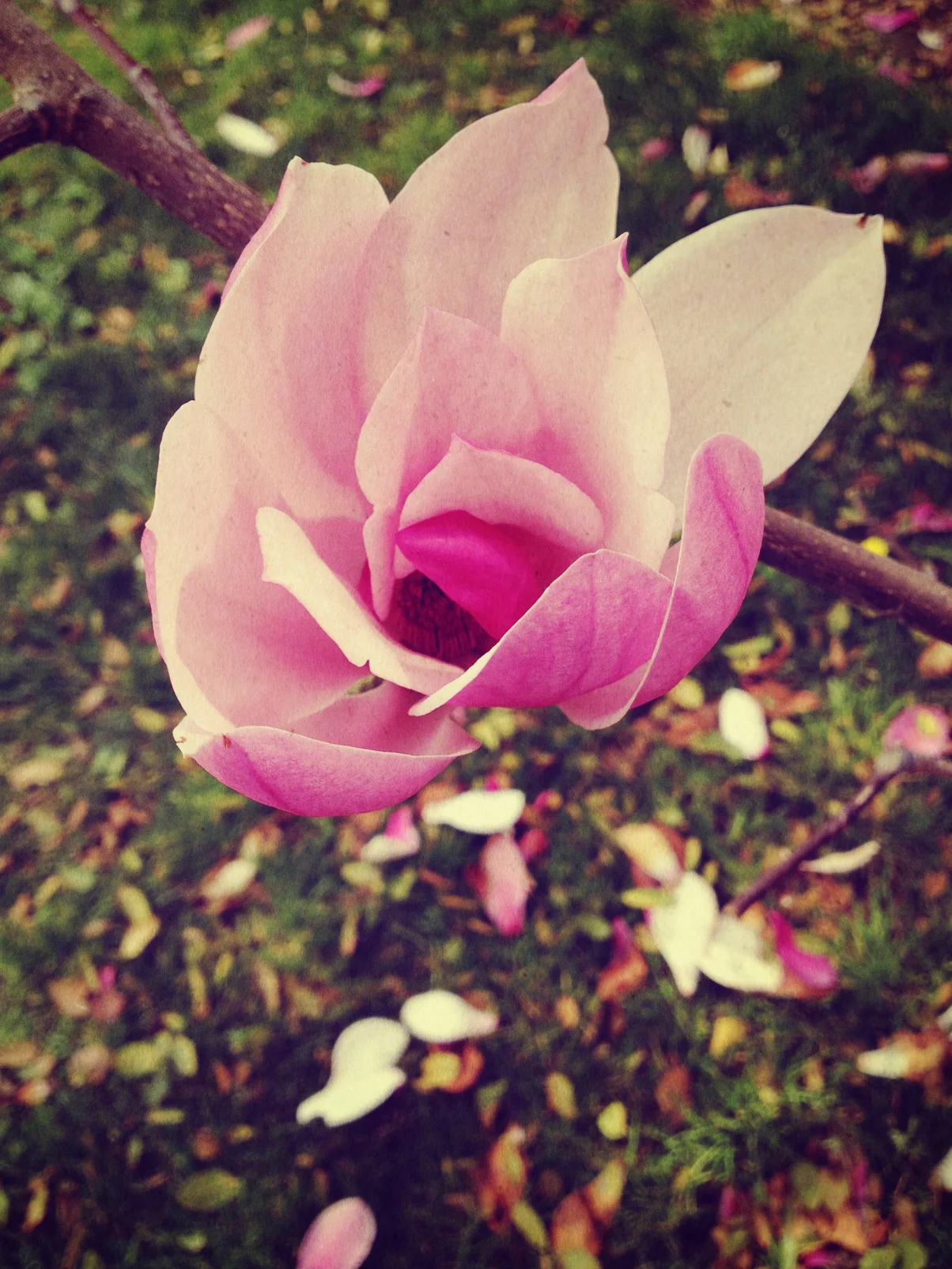 Magnolia I reduced.jpg