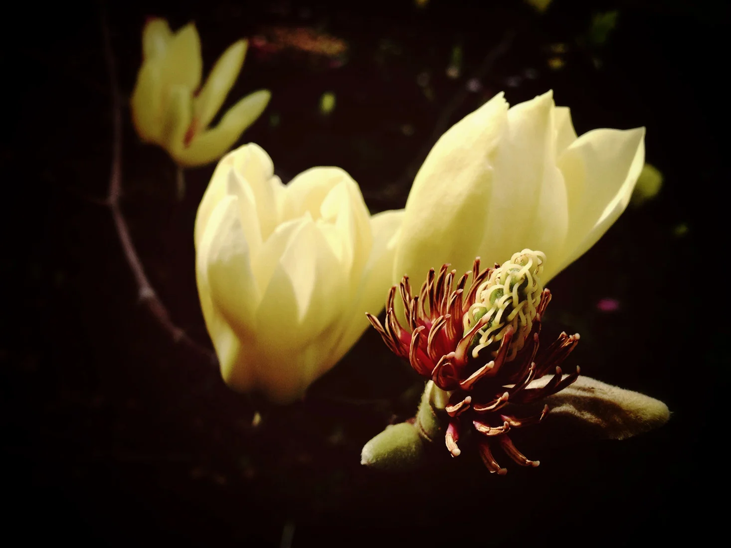 Magnolia II reduced.jpg
