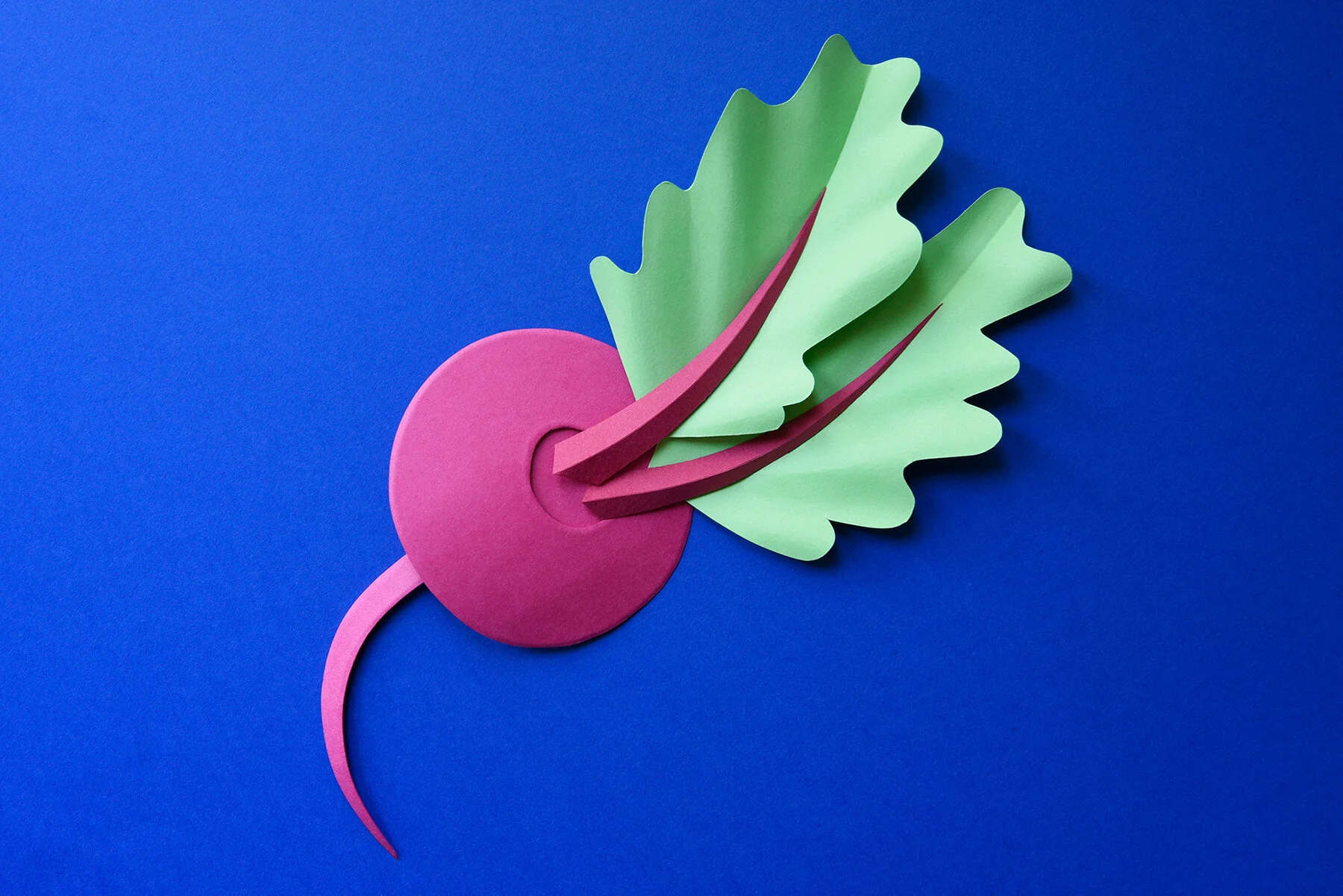 Pink paper beet with leaves