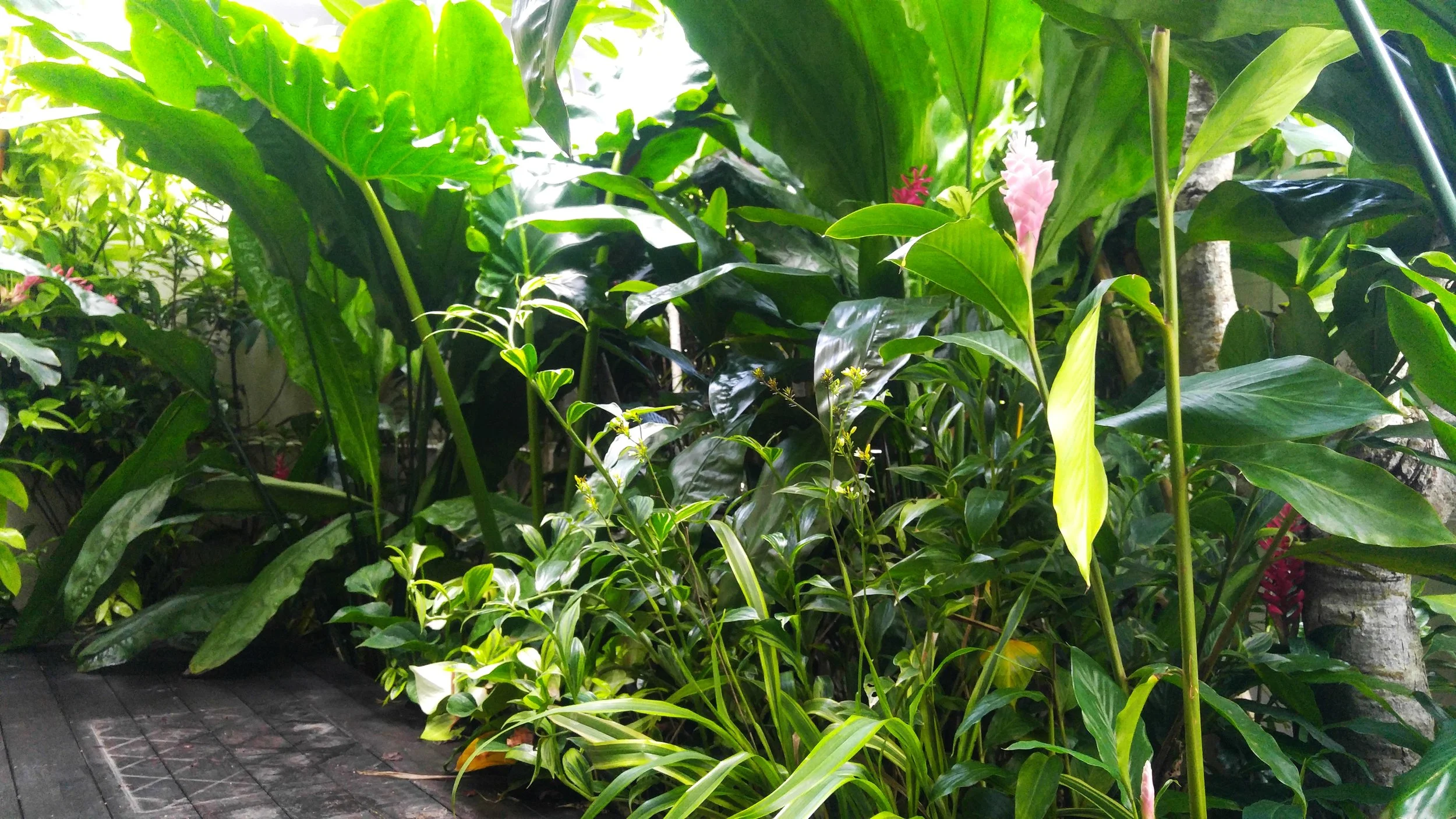 Located among the cluster of similar developments in the area, this 4-storey home stands out from the rest with its verdant landscape encasing every level which can be viewed from every room, giving privacy and respite to the owner. This project features various types of vertical greenery achieved by the careful use of customised planters, supplementary grow lights, computerised irrigation and an expertly selected range of tropical plants.