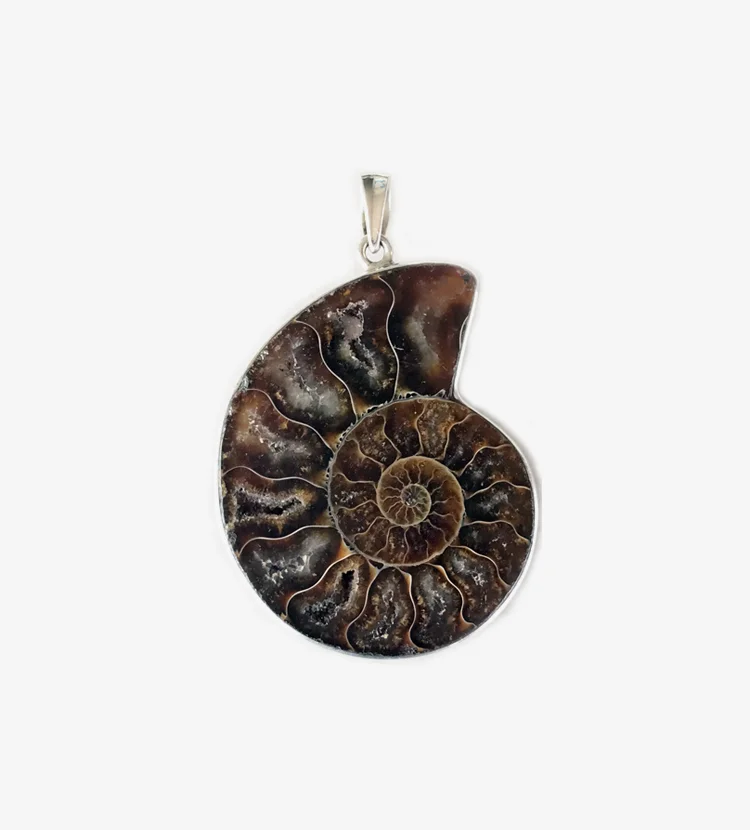 DARK AMMONITE.jpg