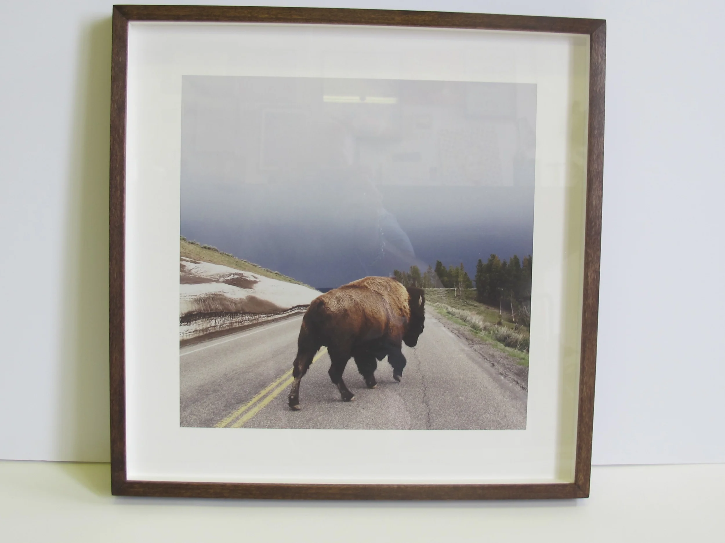 bison.jpg