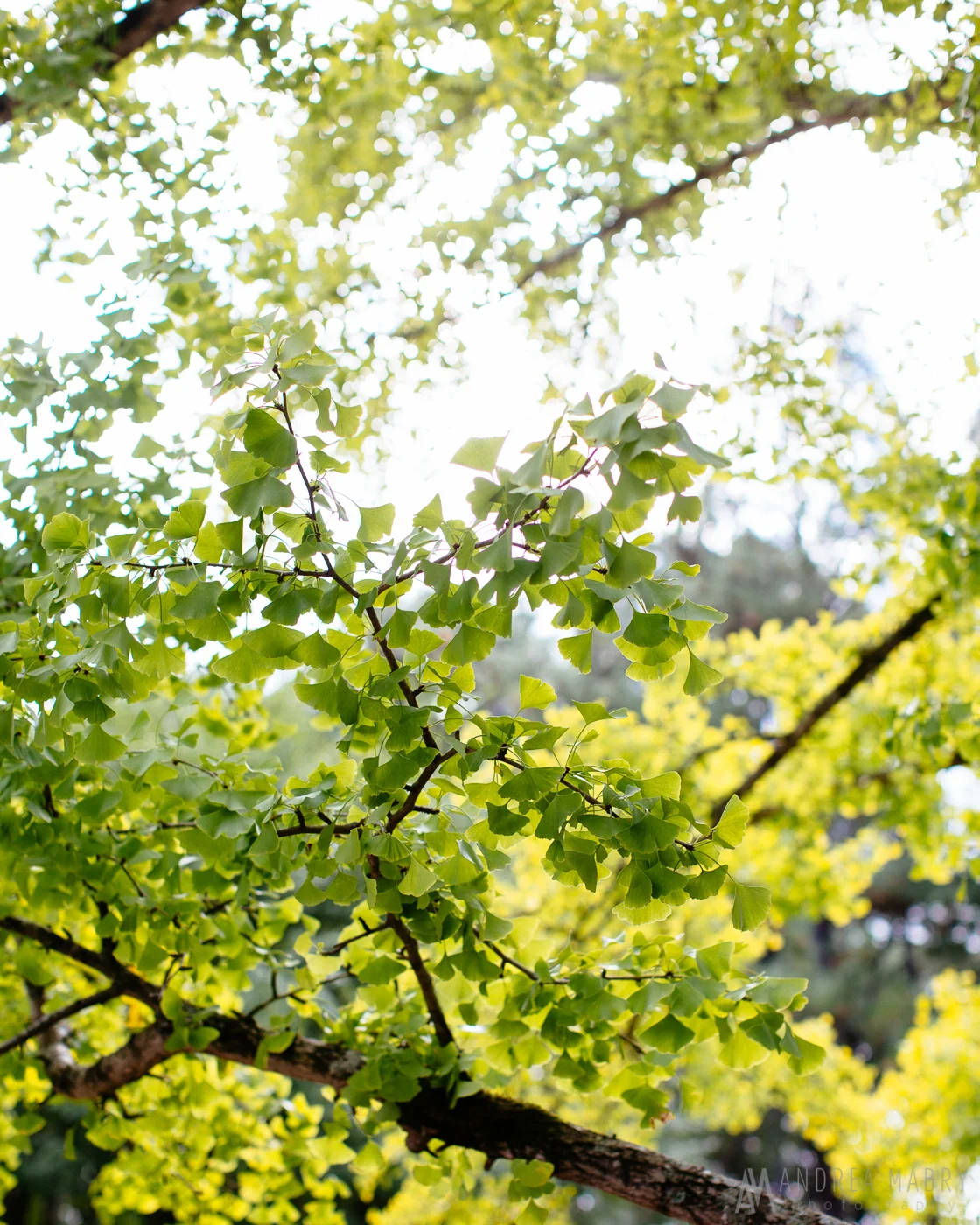 aldridge gardens hoover alabama wedding, birmingham wedding