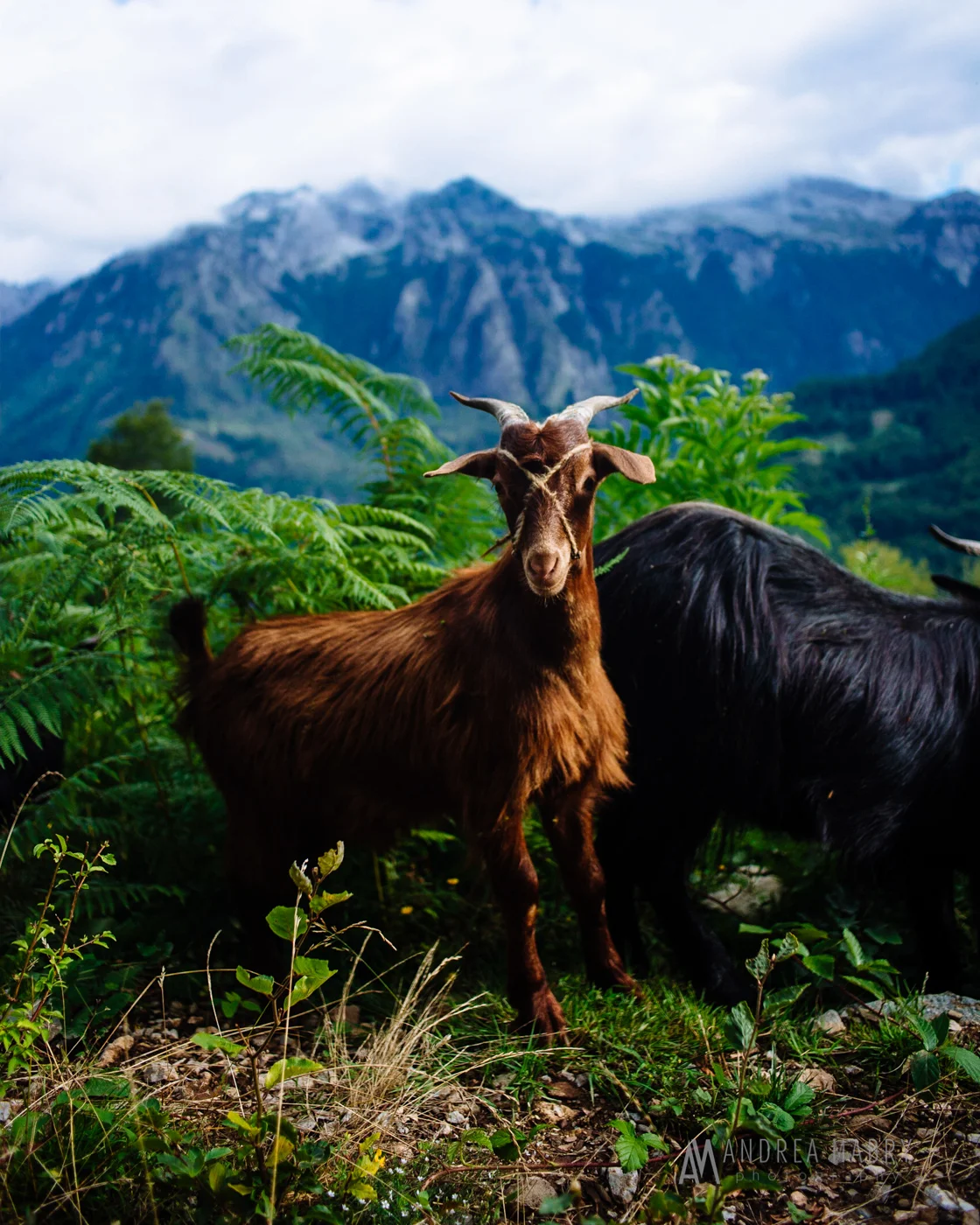 The shepherd said the string on this guy's face is so he won't bite.