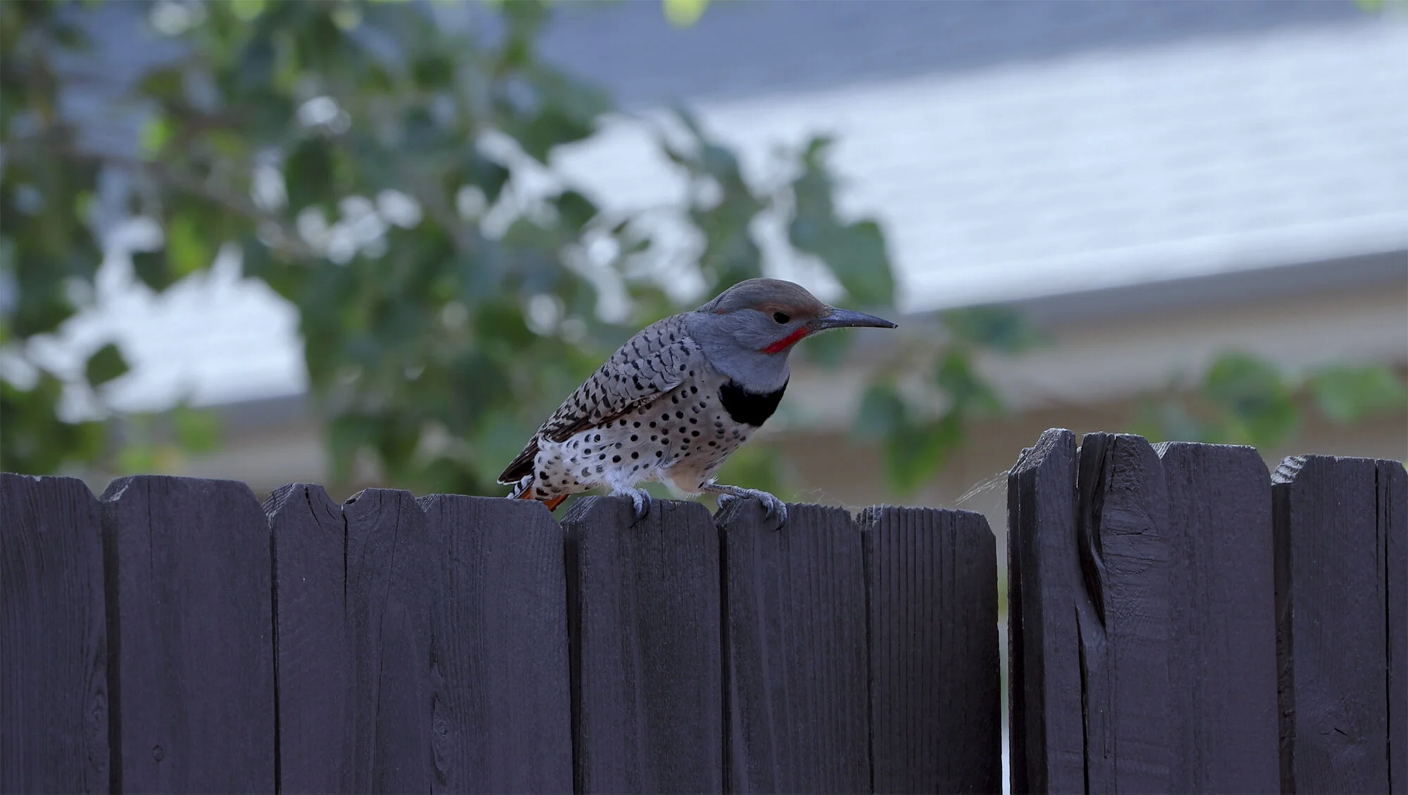 Screen Shot 2020-10-09 at 4.16.42 PM copy.jpg