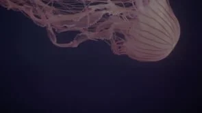 Nothing But A Symphony